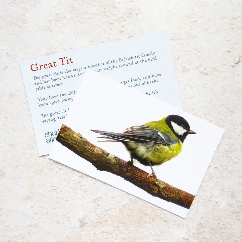 Shark_Alley_Great_Tit_grande.jpg