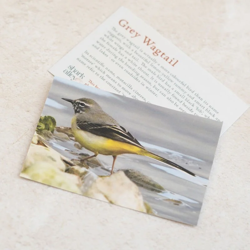 Shark_Alley_Grey_Wagtail_Brooch_1_grande.jpg