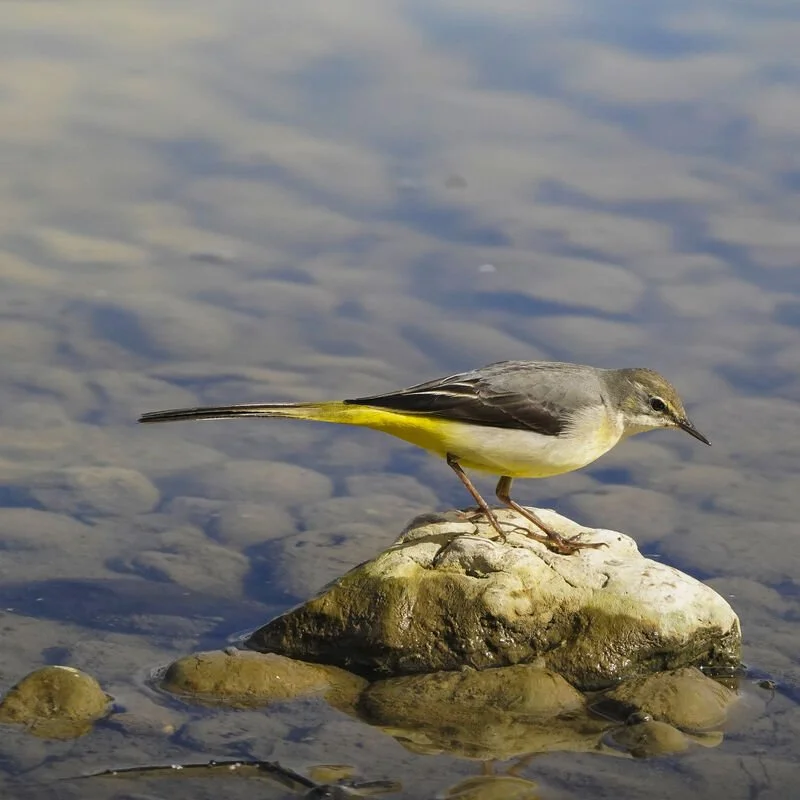 Grey_Wagtail_grande.jpg