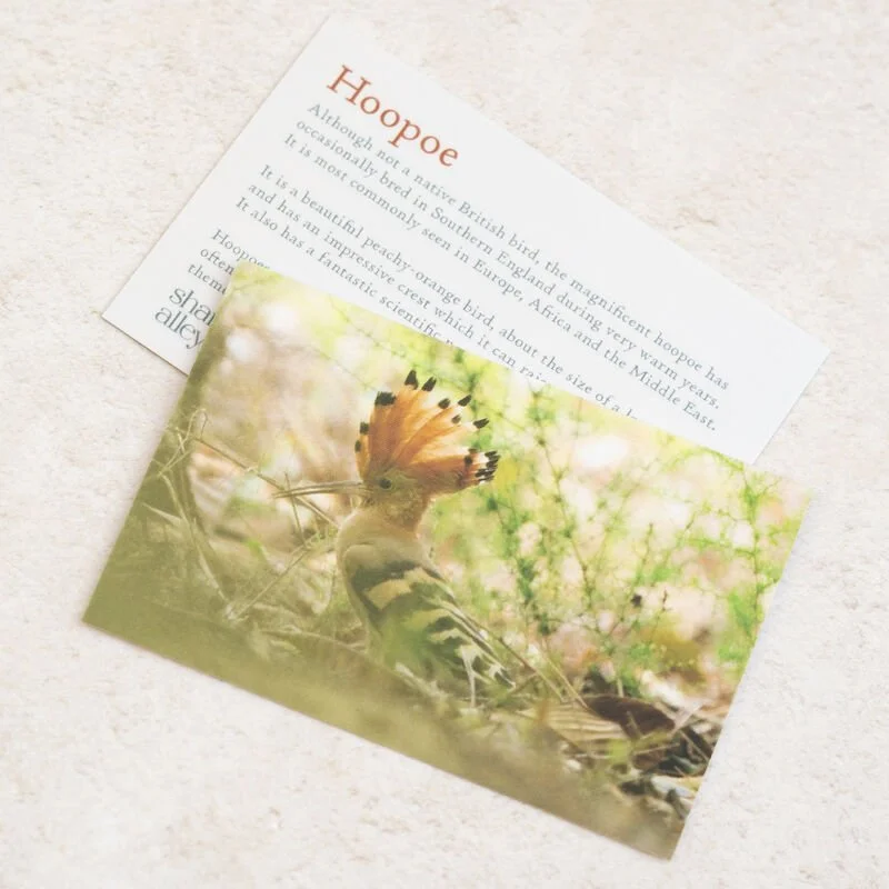 Shark_Alley_Hoopoe_Brooch_1_grande.jpg