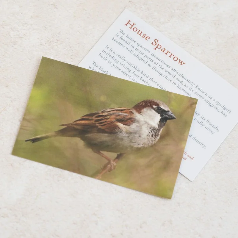 Shark_Alley_House_Sparrow_Brooch_1_grande.jpg