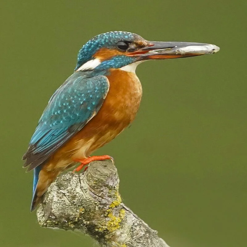 Kingfisher_grande.jpg