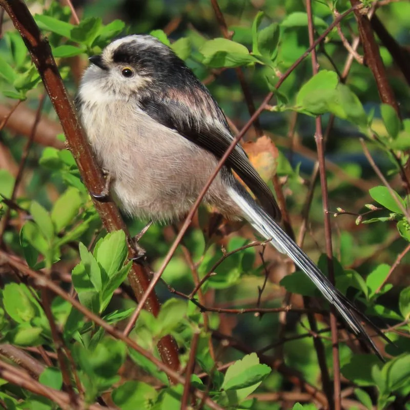 Long_Tailed_Tit_2_grande.jpg