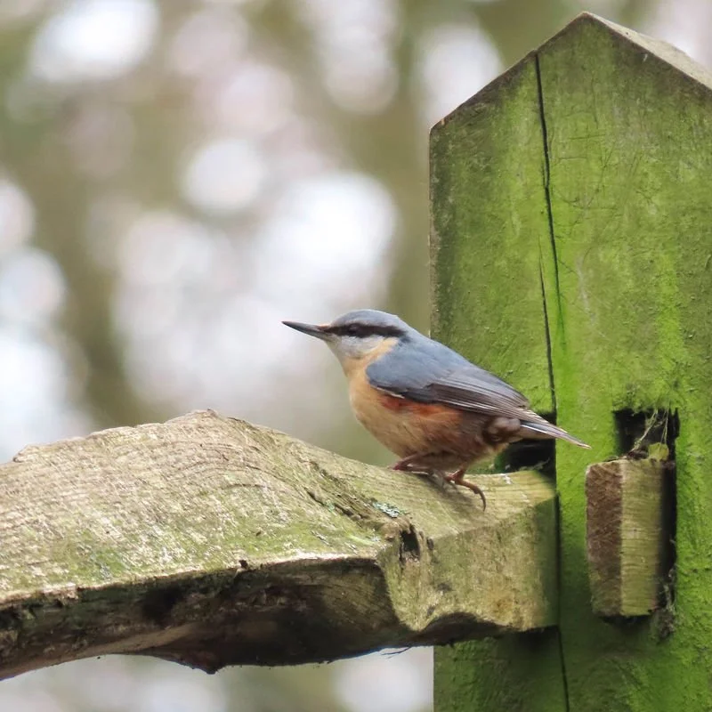 Nuthatch_grande.jpg