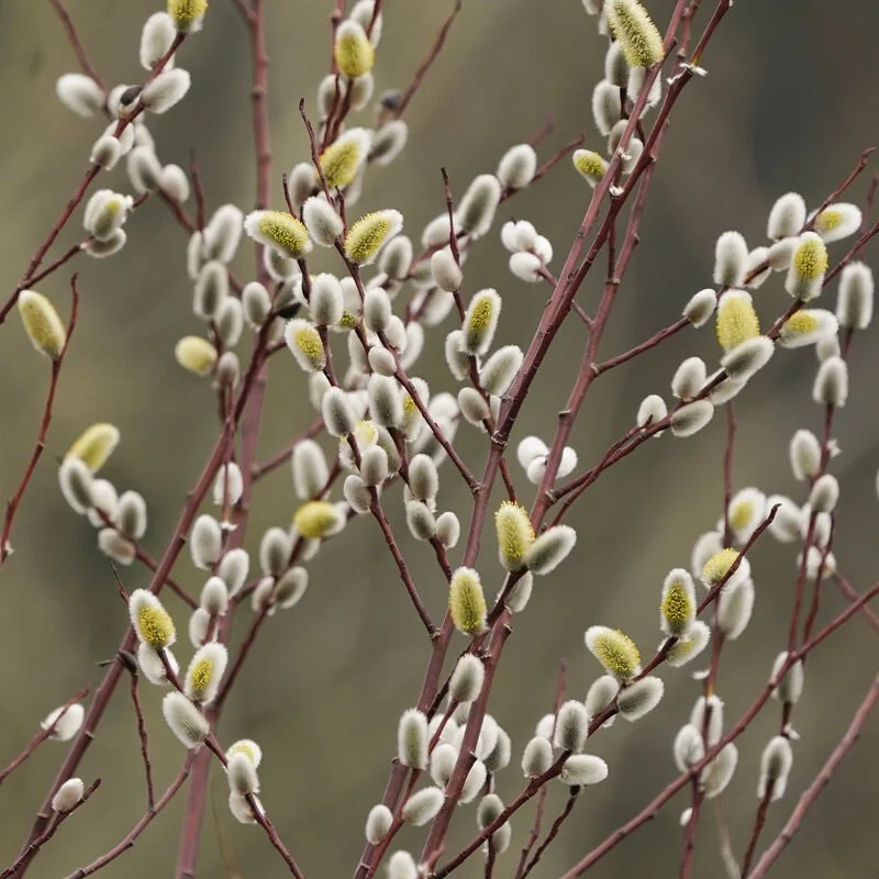 Shark_Alley_Pussy_Willow_Brooch_b_grande.jpg