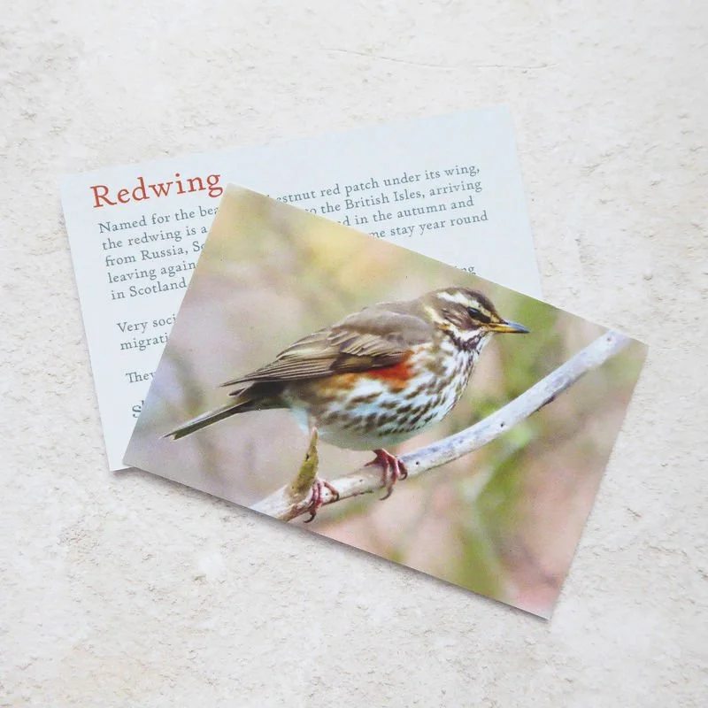 Shark_Alley_Redwing_grande.jpg