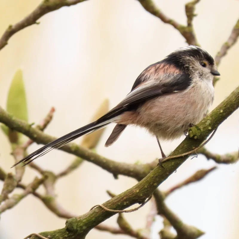 Long_Tailed_Tit_grande.jpg
