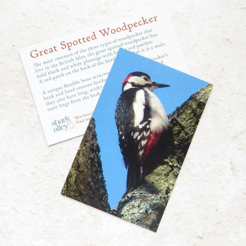 Shark_Alley_Woodpecker_grande.jpg