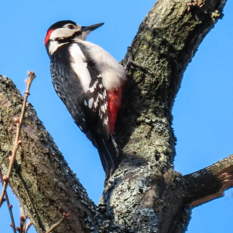 great_spotted_woodpecker_grande.jpg