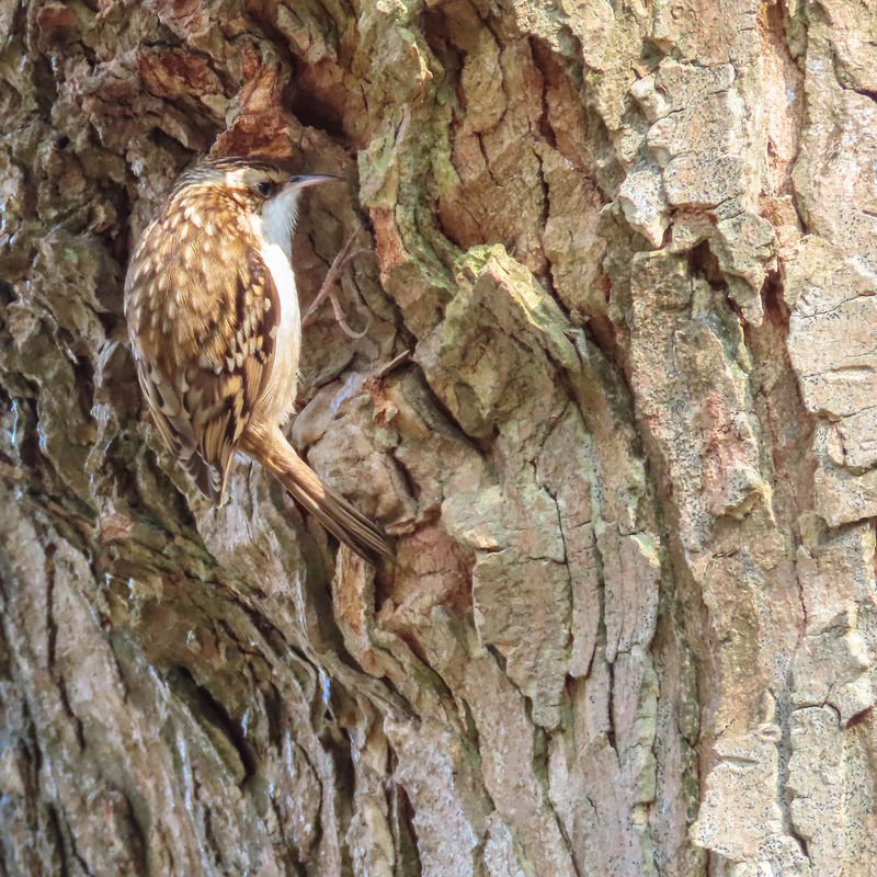 Treecreeper_grande.jpg