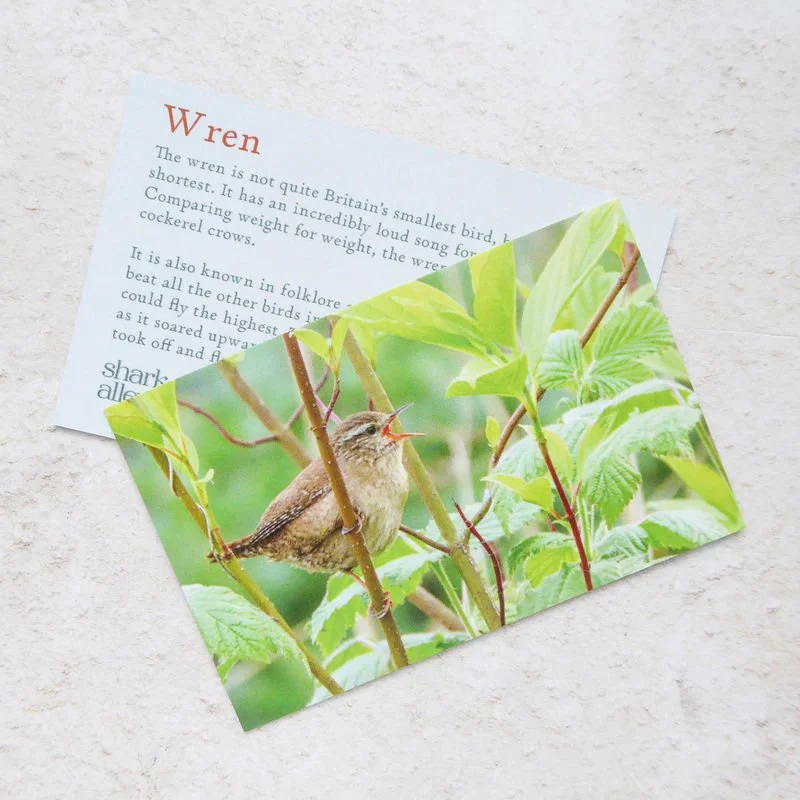 Shark_Alley_Wren_grande.jpg