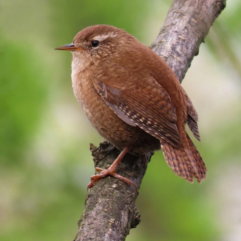 wren_grande.jpg