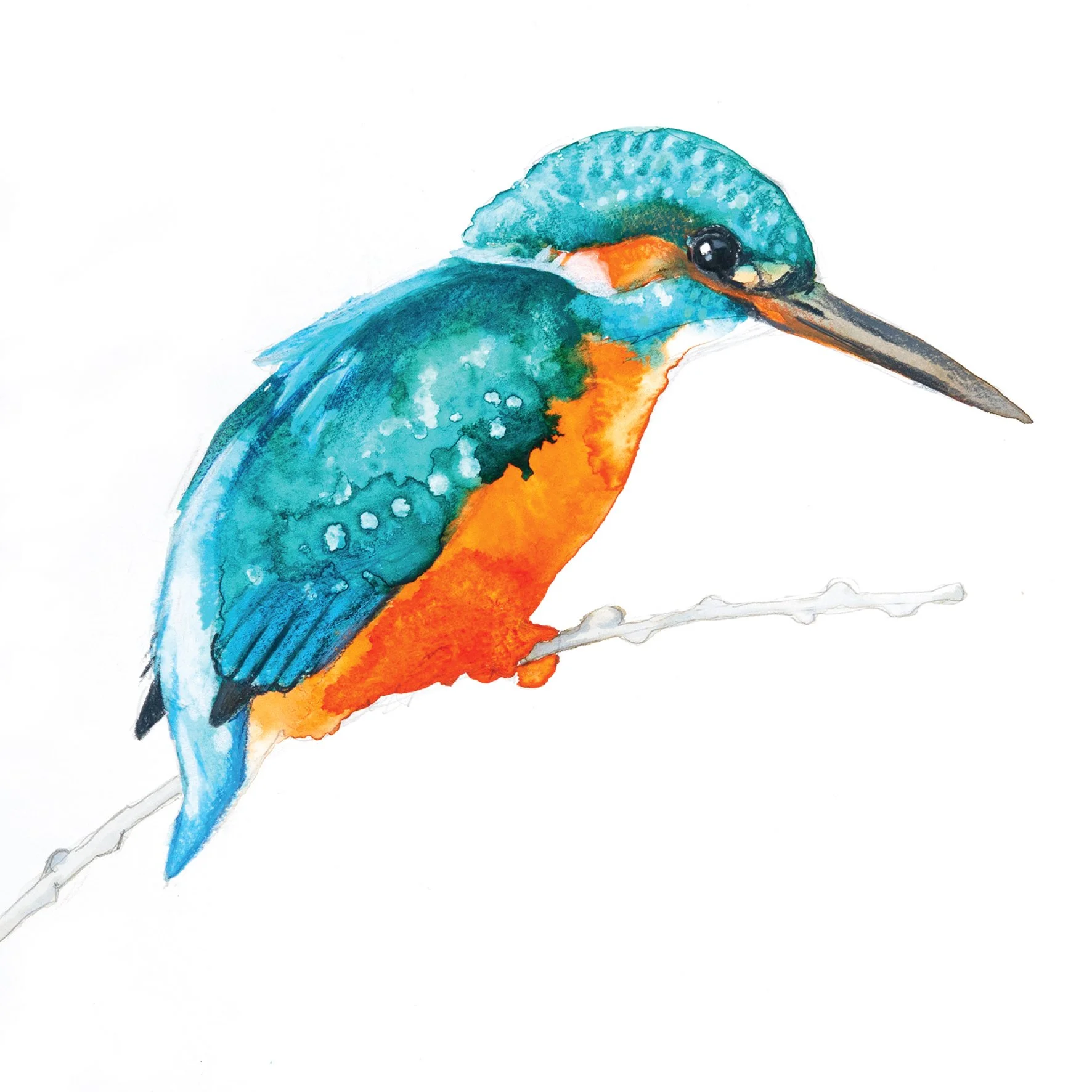 kingfisher 2 greetings card