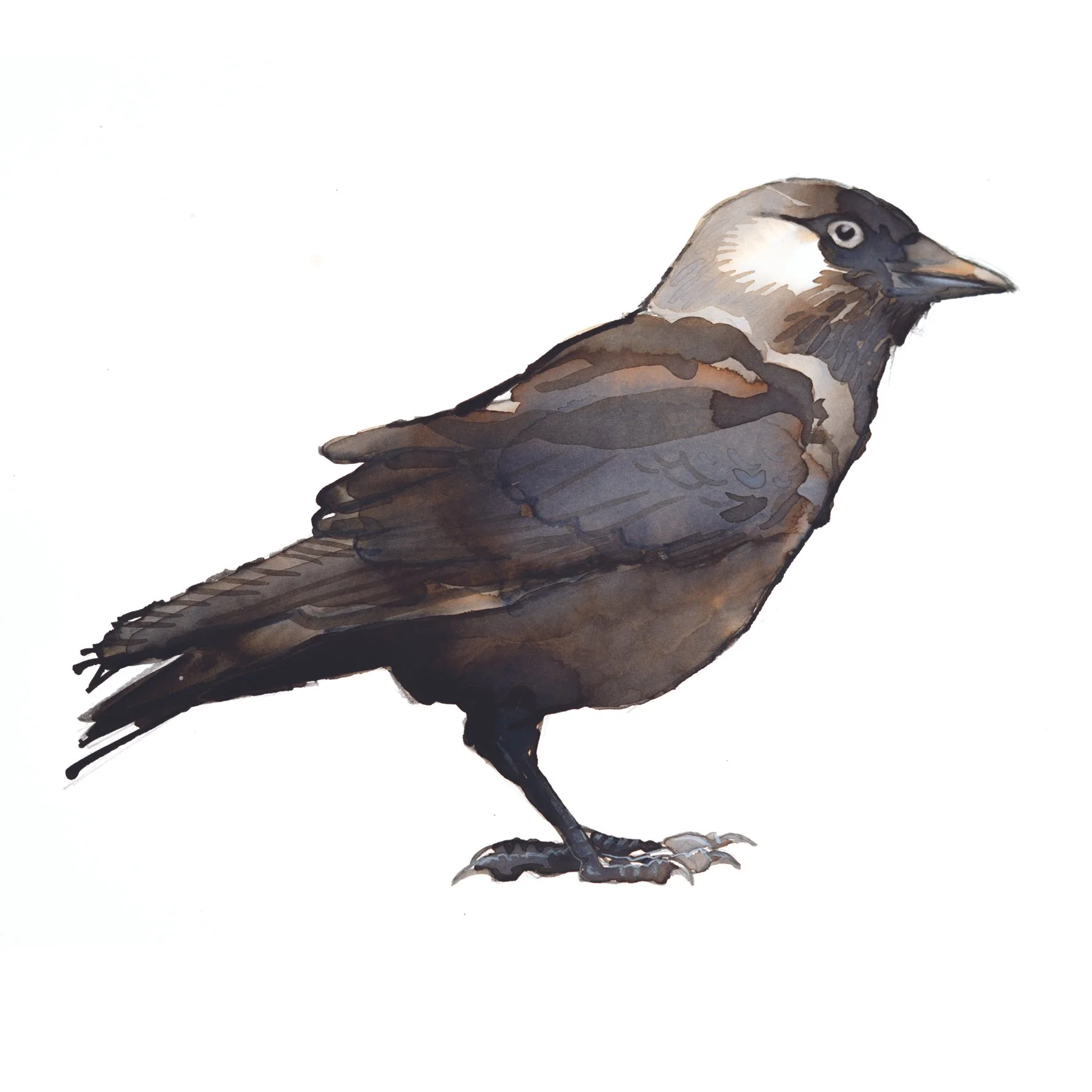 jackdaw greetings card