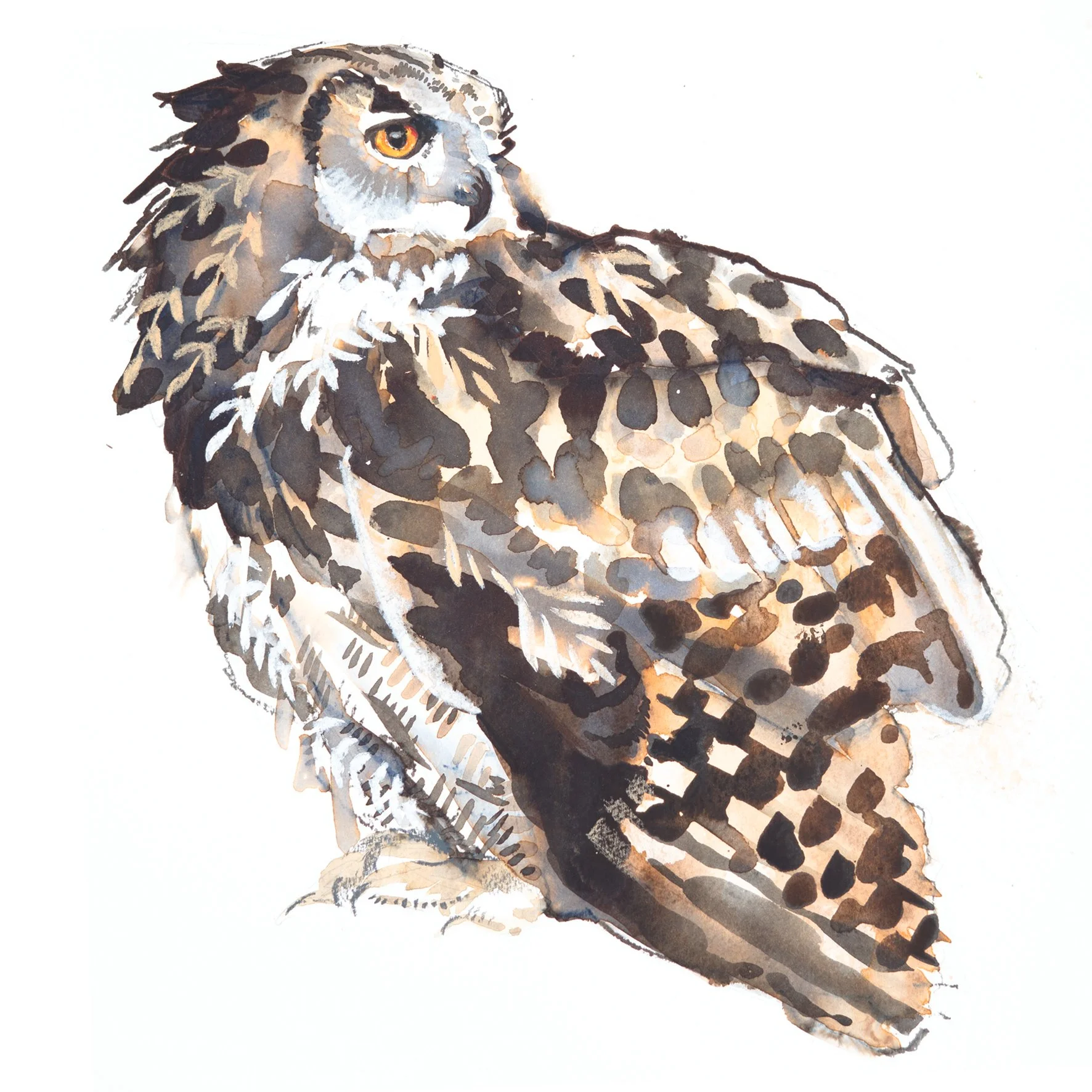 eagle owl greetings card