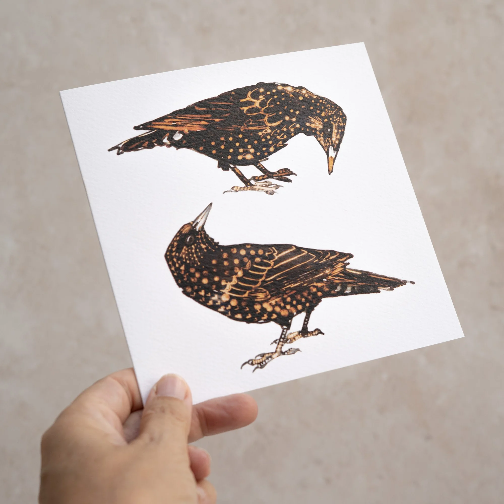 Shark Alley Starlings Greetings Card 3.jpg