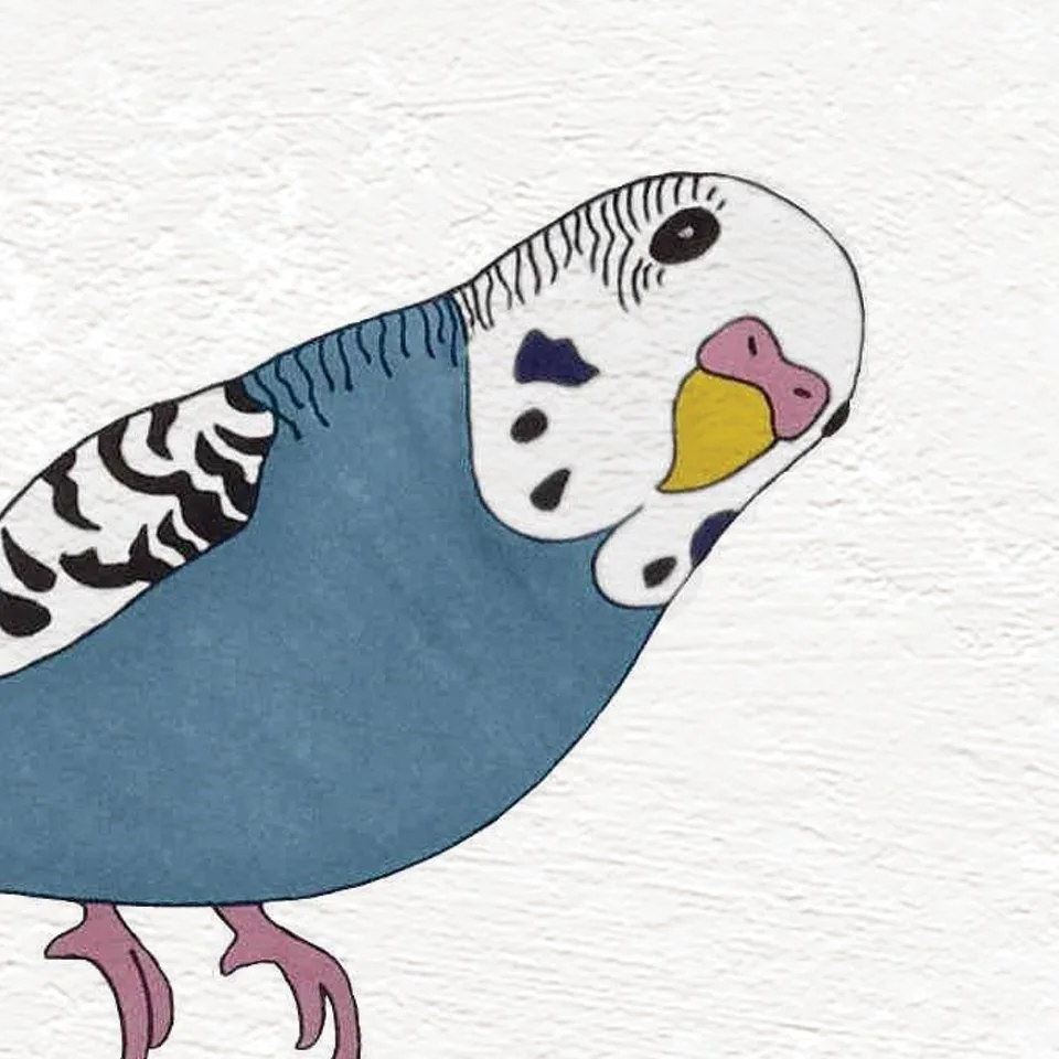 Illustration of a budgerigar, a small parrot with a blue body, white face, black markings, and pink cheeks, against a textured white background.