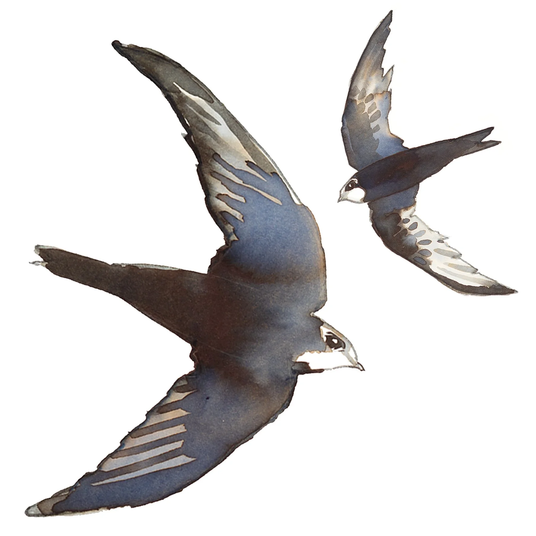 swifts greetings card