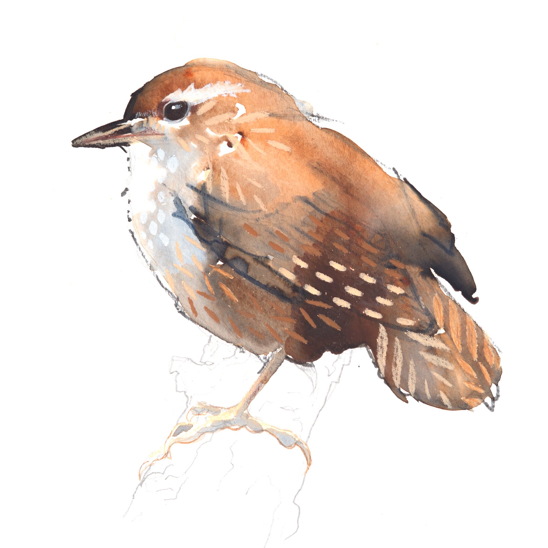 wren greetings card