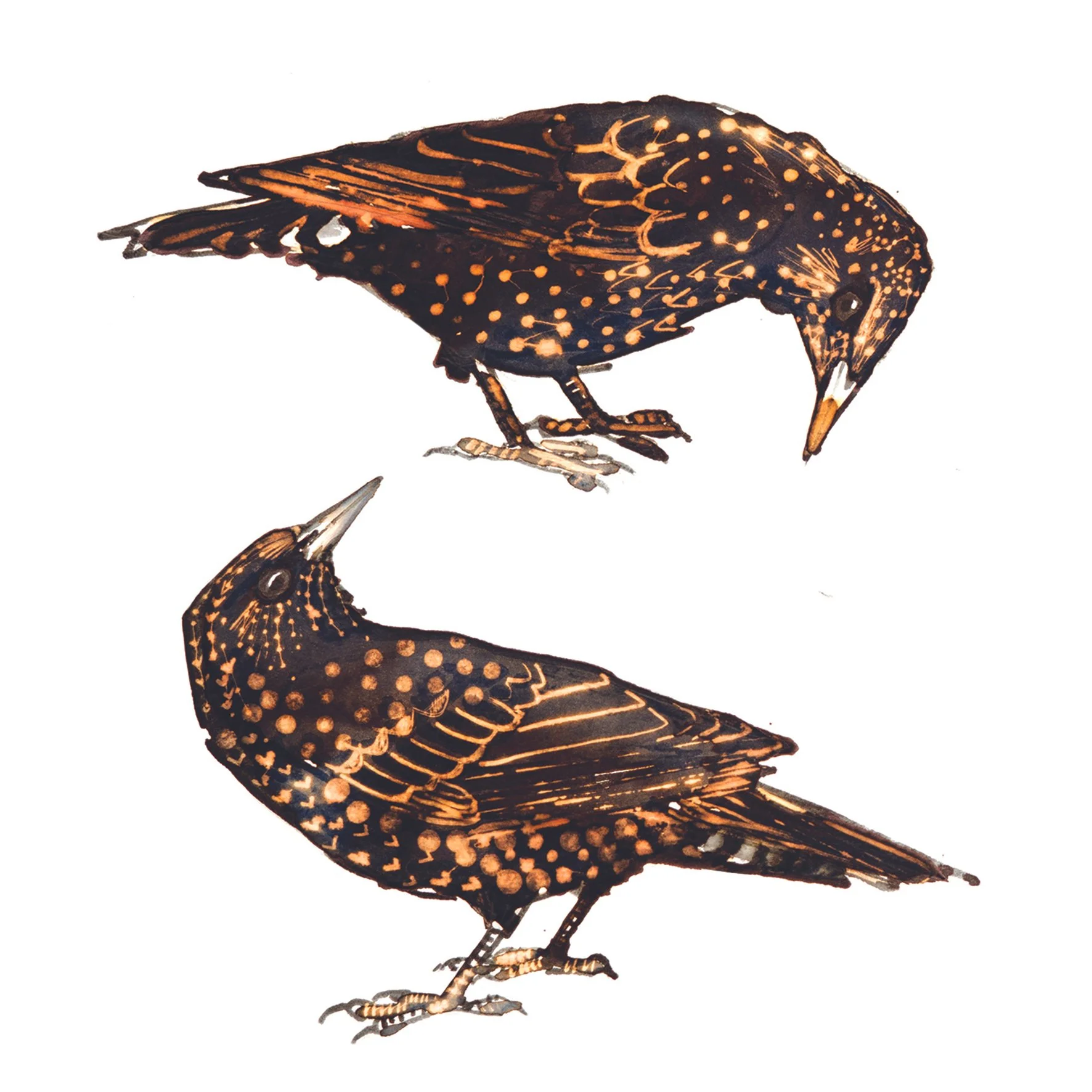starlings greetings card