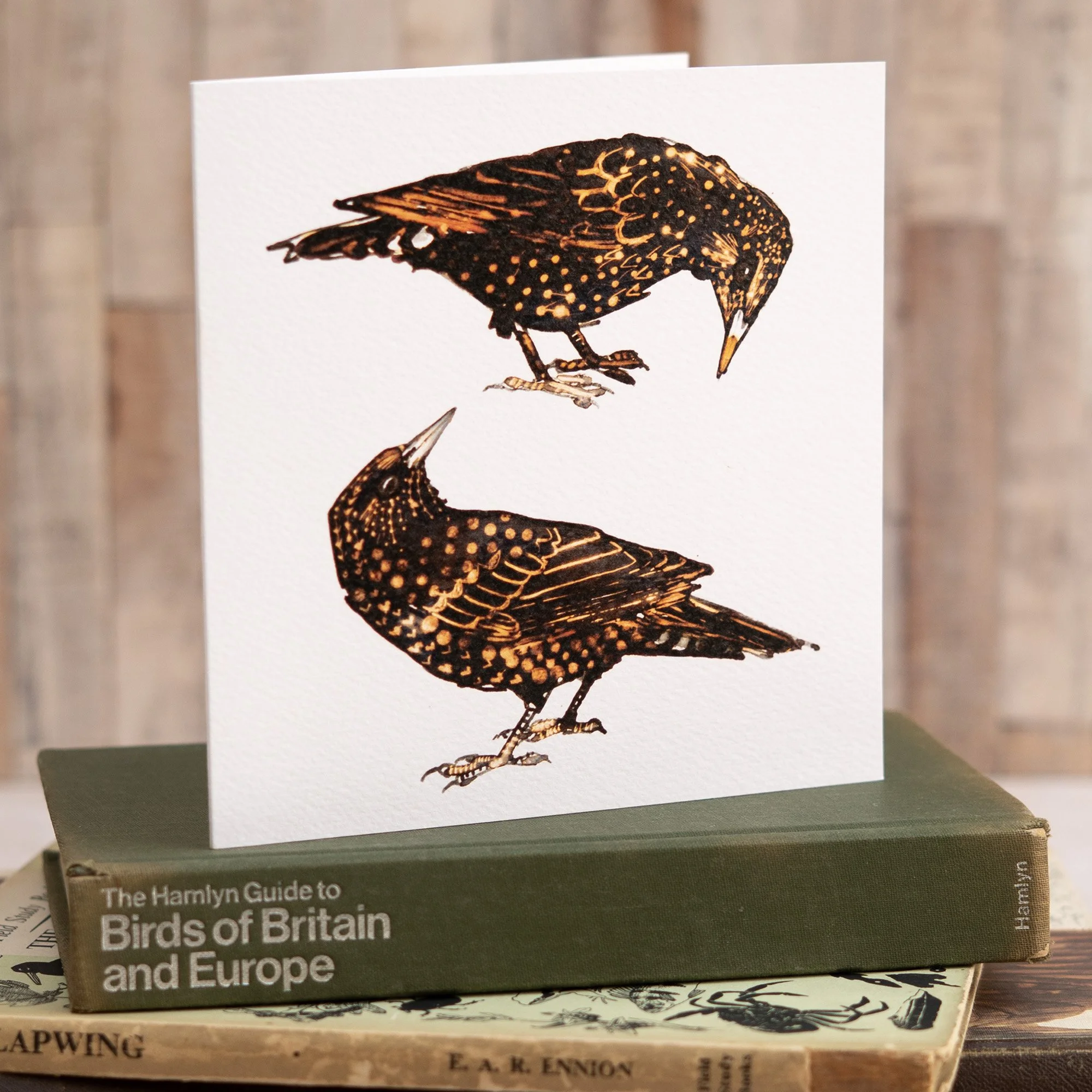 Shark Alley Starlings Greetings Card 2.jpg