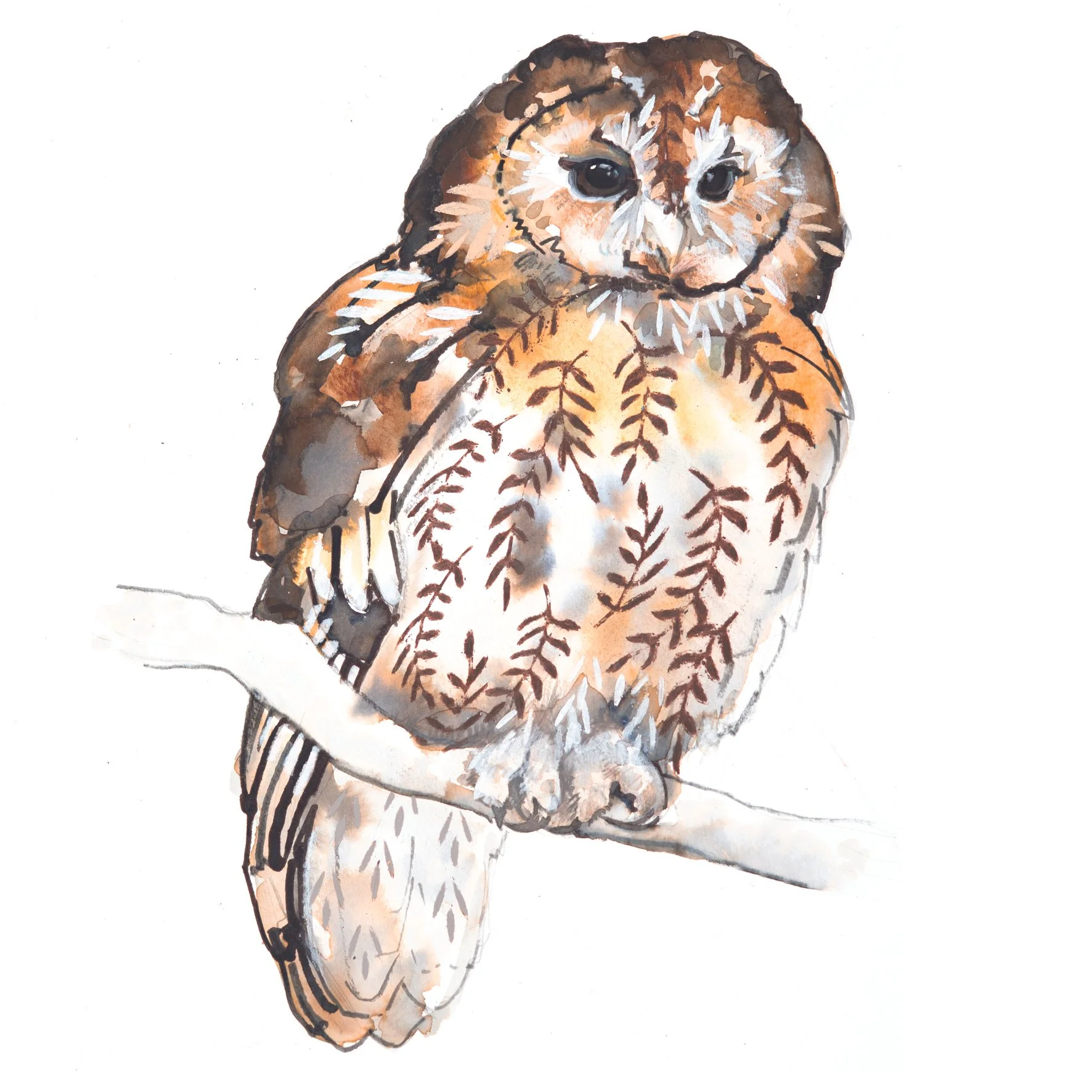 tawny owl greetings card