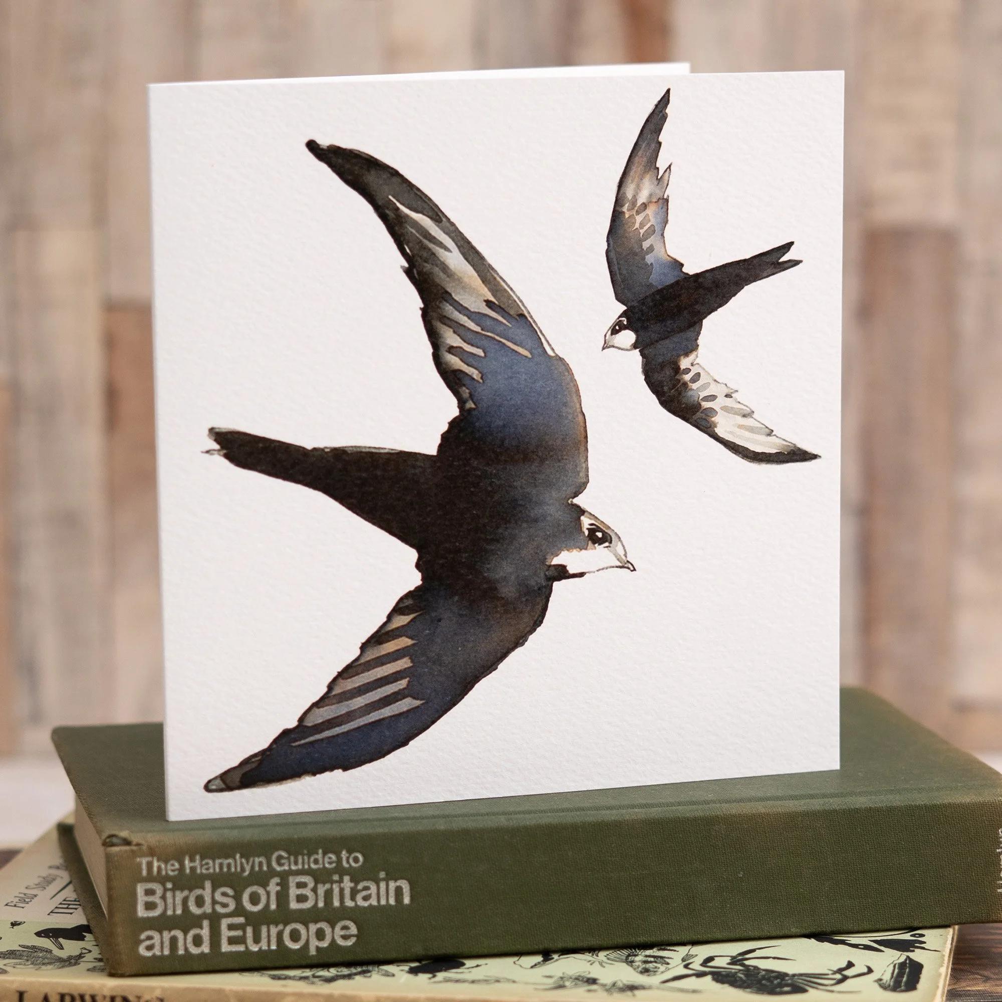 Shark Alley Swifts Greetings Card 2.jpg