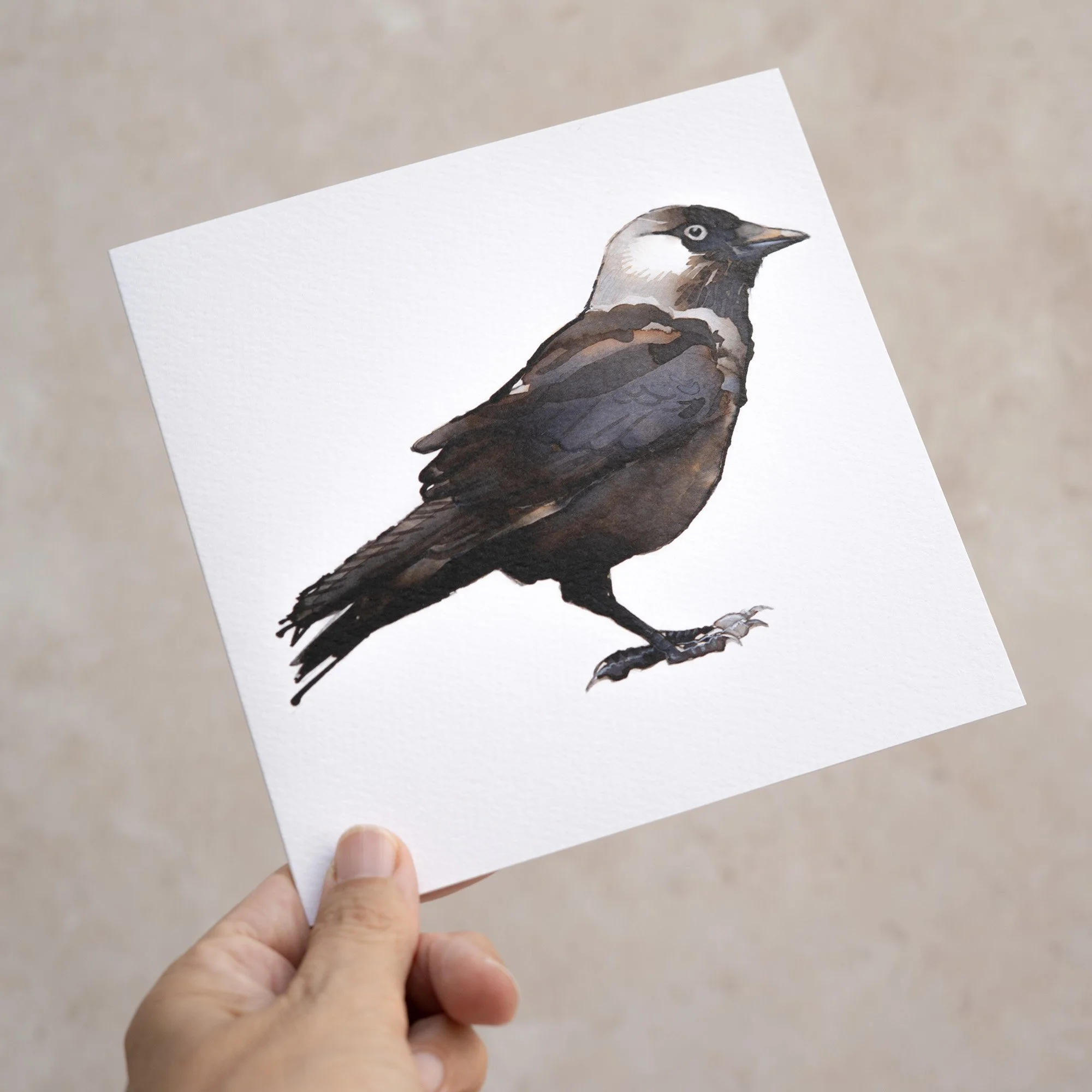 Shark Alley Jackdaw Greetings Card 3.jpg