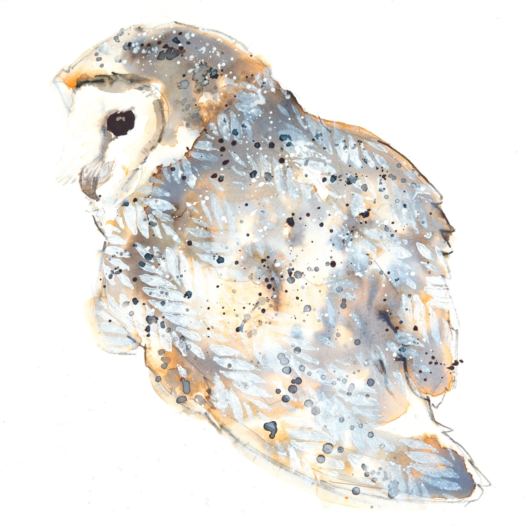 barn owl greetings card
