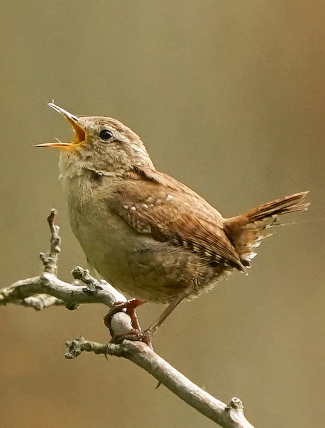A small brown bird perched on a thin branch with its beak open, singing or calling.