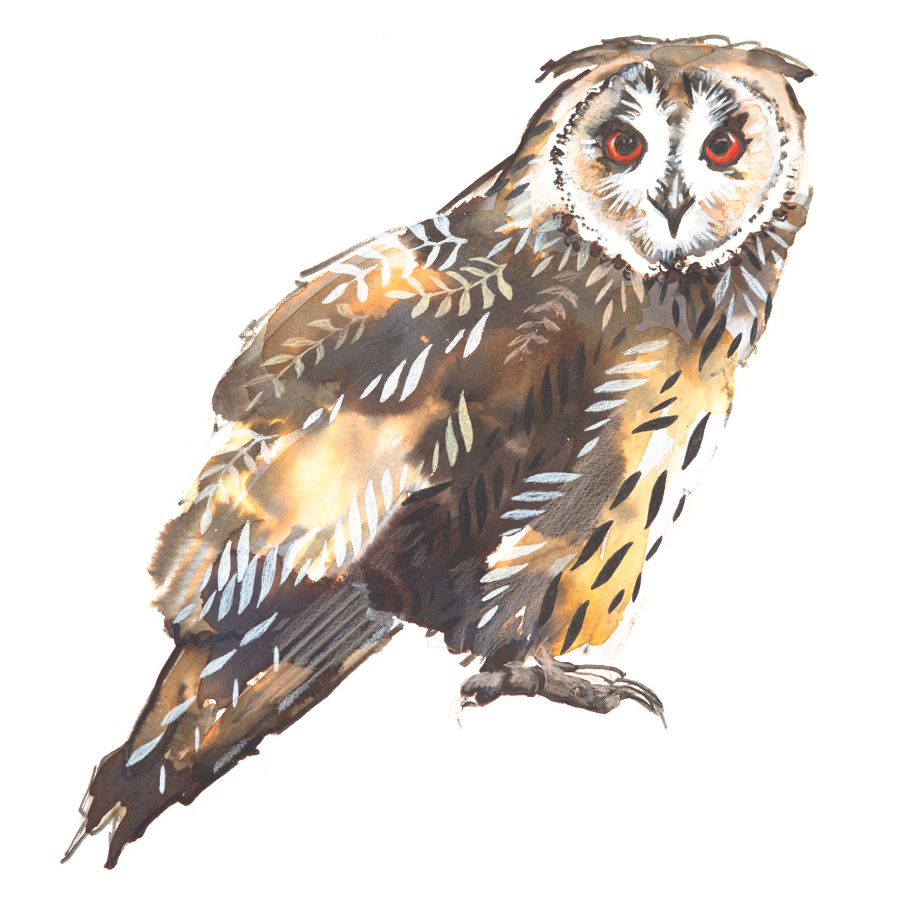 long eared owl 2 greetings card