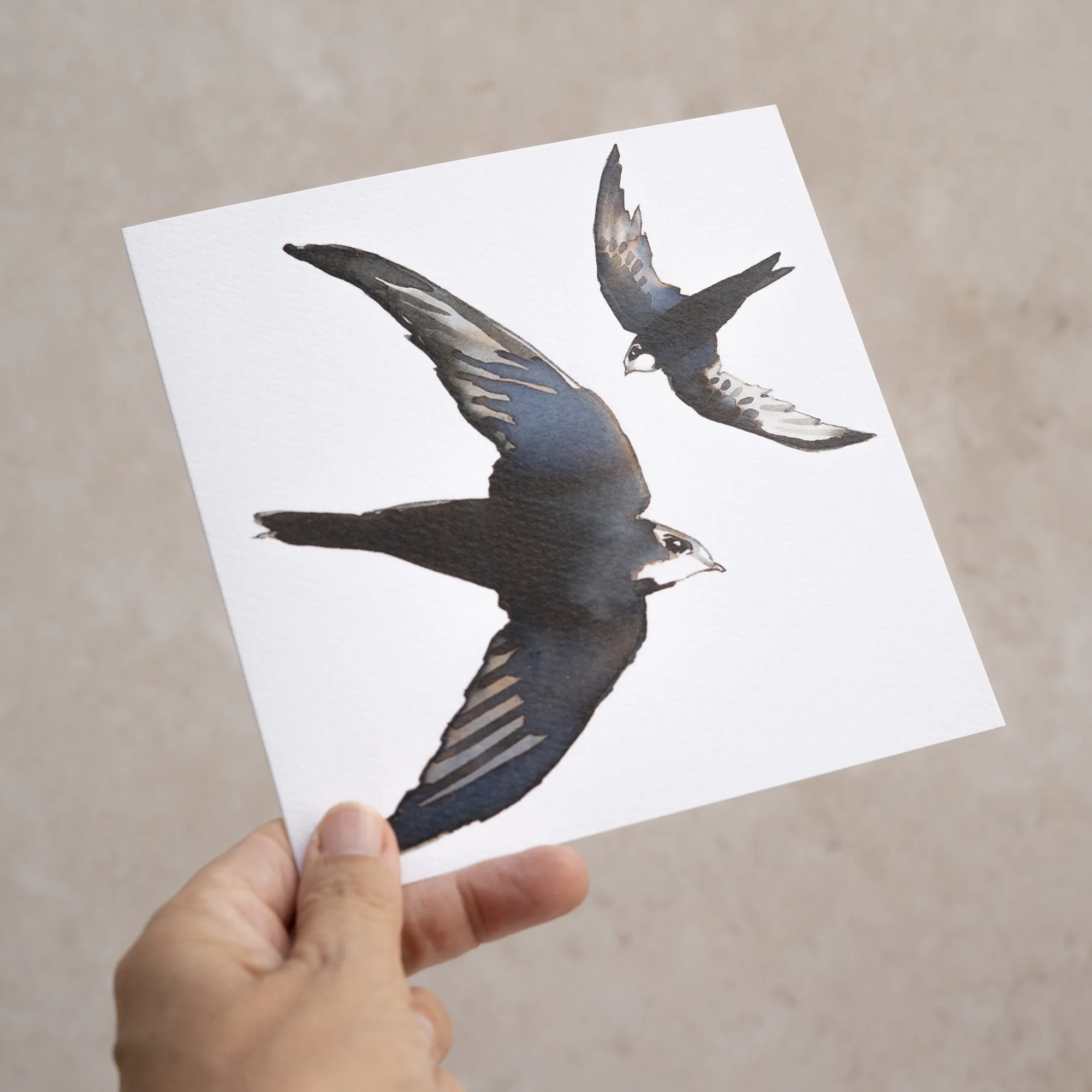 Shark Alley Swifts Greetings Card 3.jpg