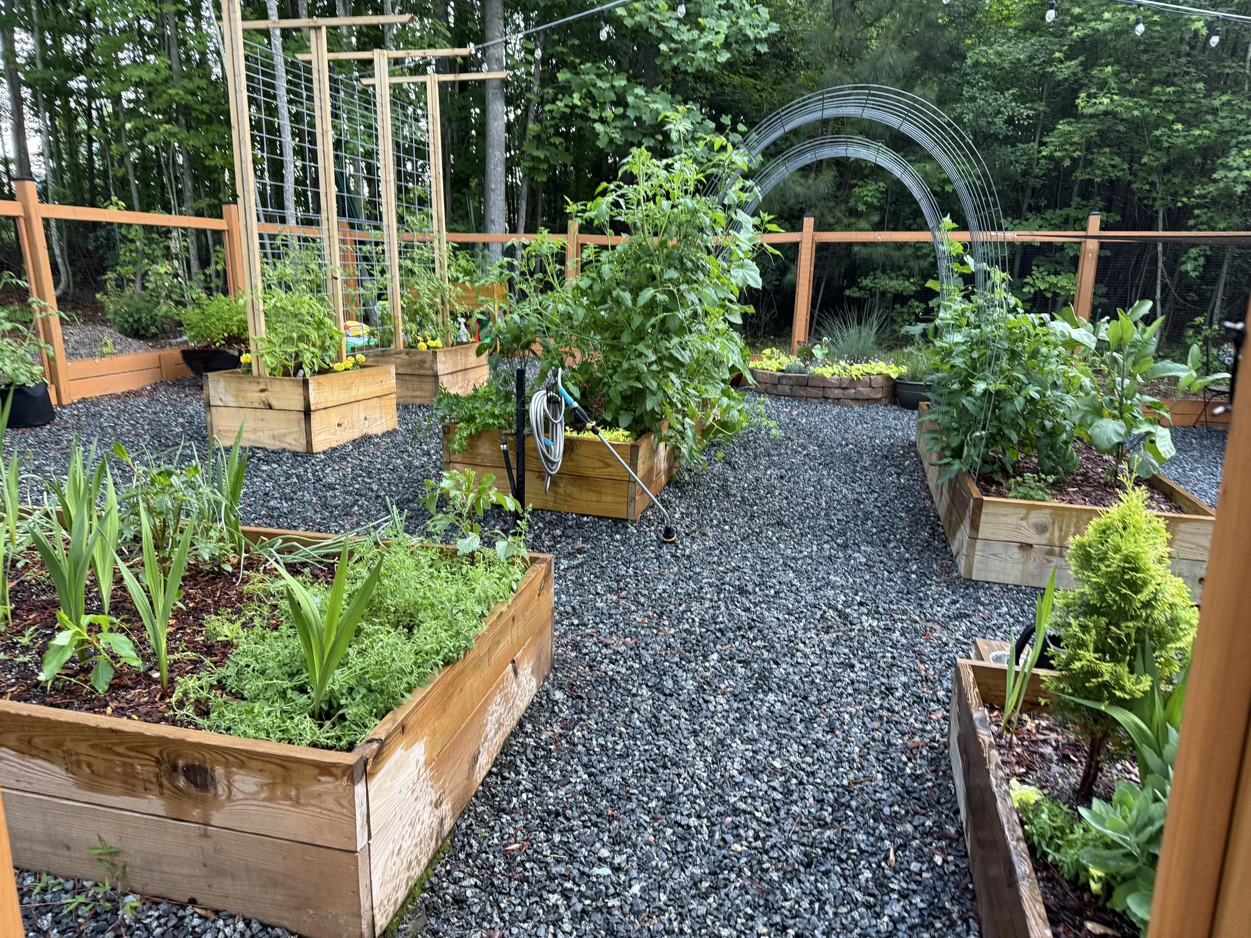 A backyard garden with raised wooden beds filled with various green plants, surrounded by a gravel pathway and a wooden fence, with a wooded area in the background.