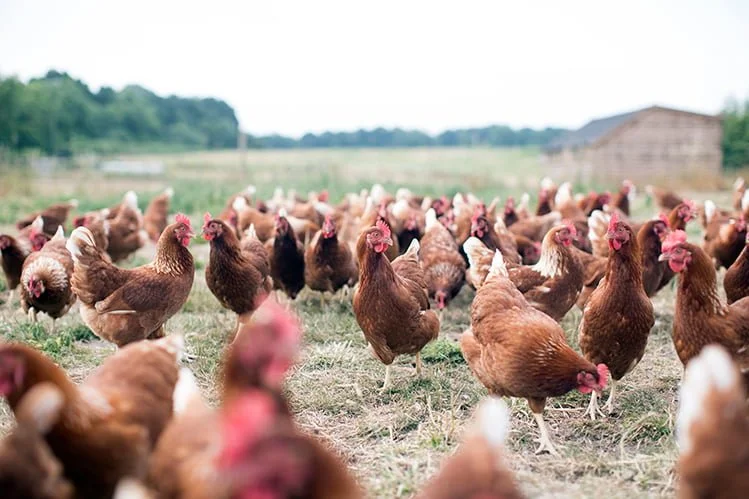 hp_farm_9 chickens.jpg