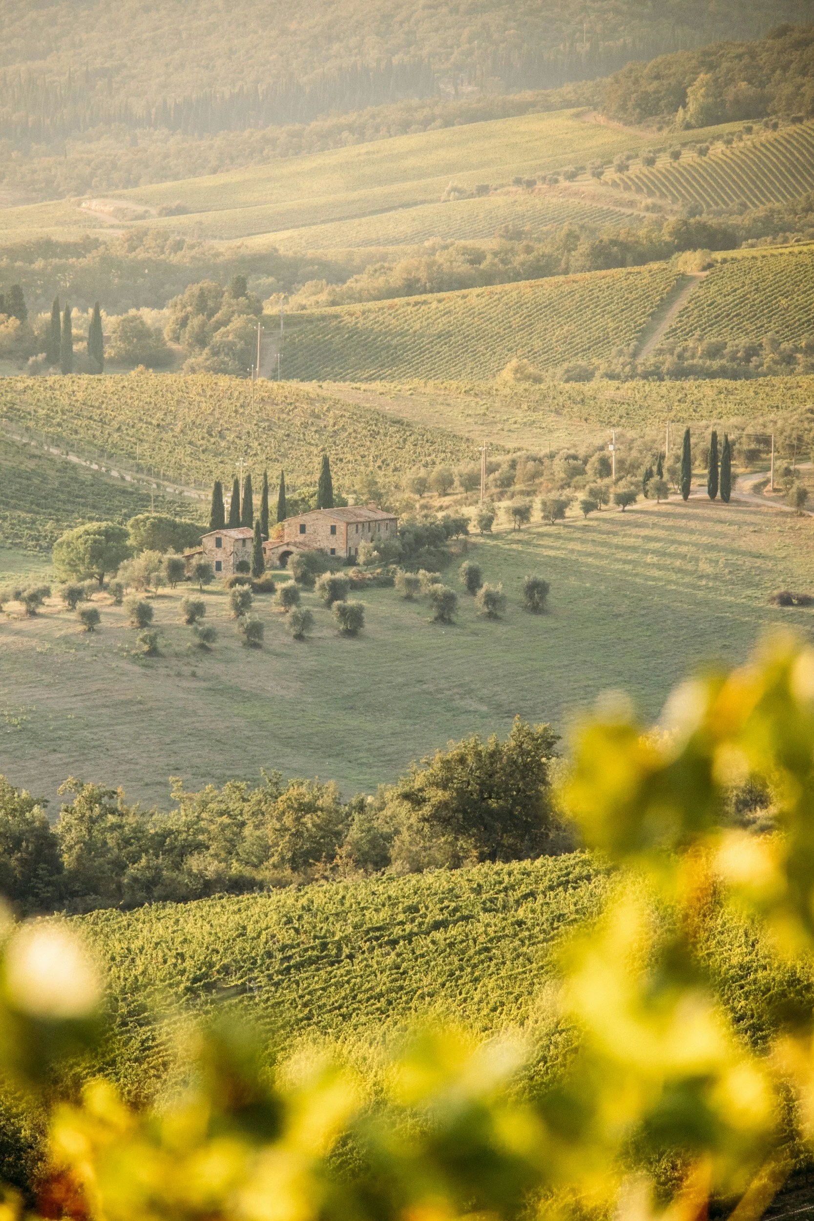 Rolling hills covered in vineyards with scattered trees and a small stone house, bathed in warm sunlight.