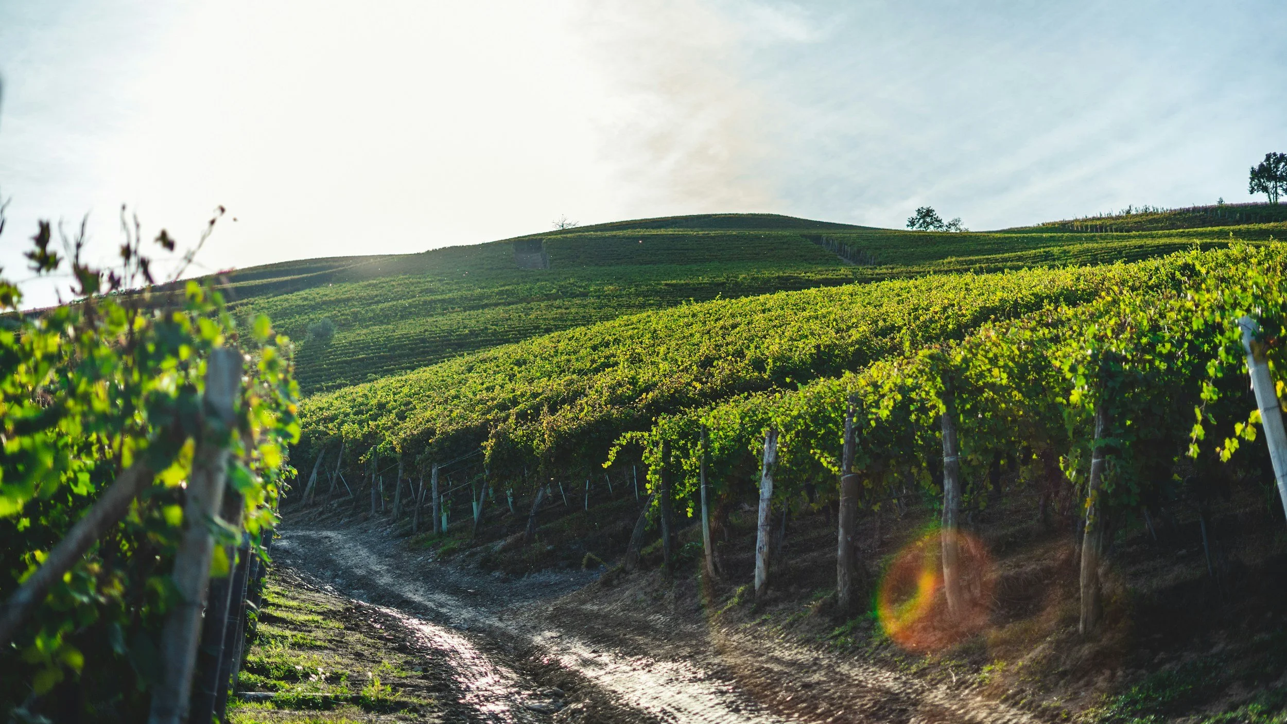 Vineyard with rows of grapevines on a hillside, dirt path in the foreground, trees on the horizon, sunny weather.