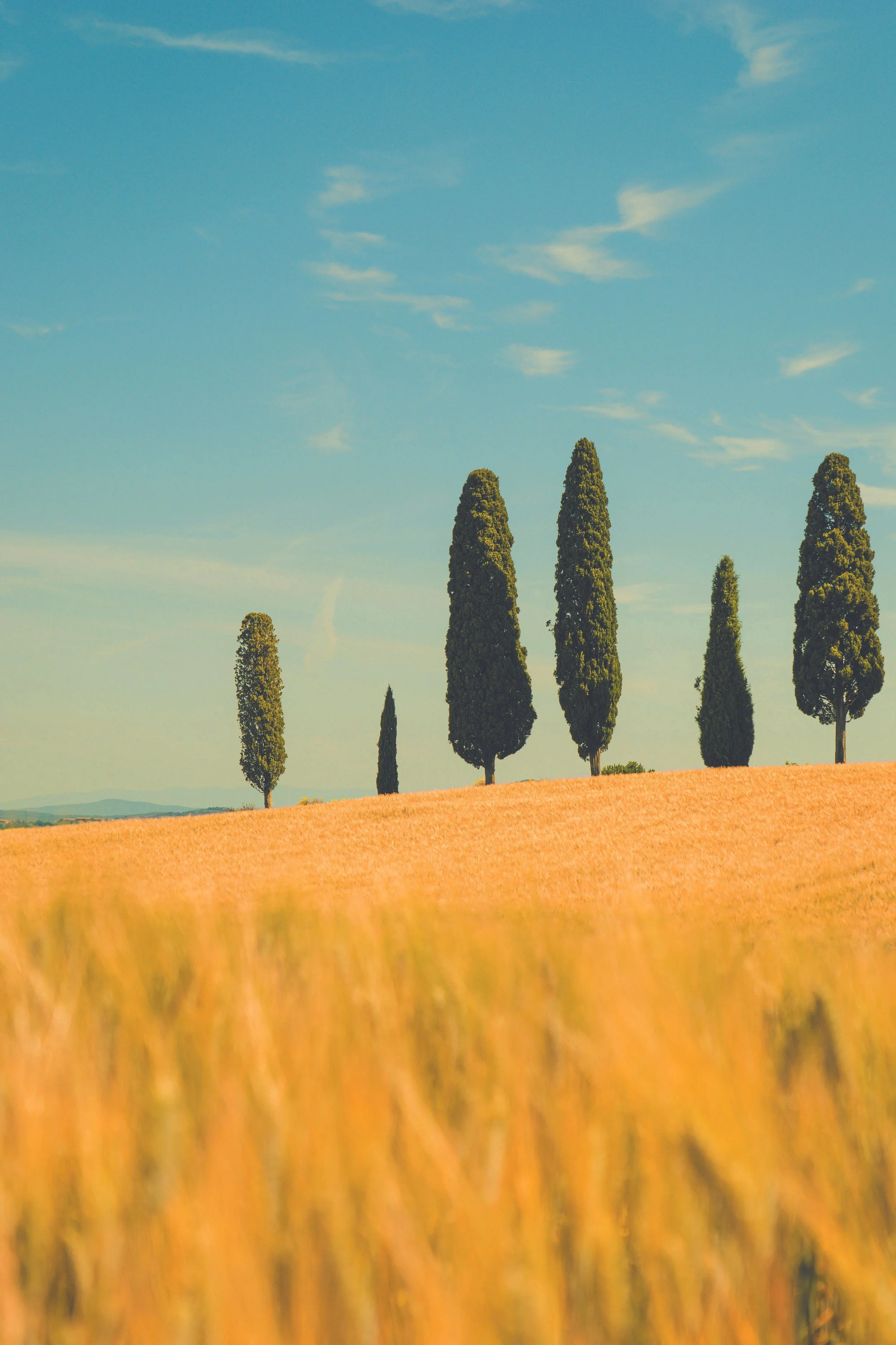 A scenic landscape of tall cypress trees on a golden field under a blue sky with wispy clouds.
