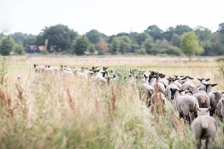 hp_farm_6 sheep.jpg