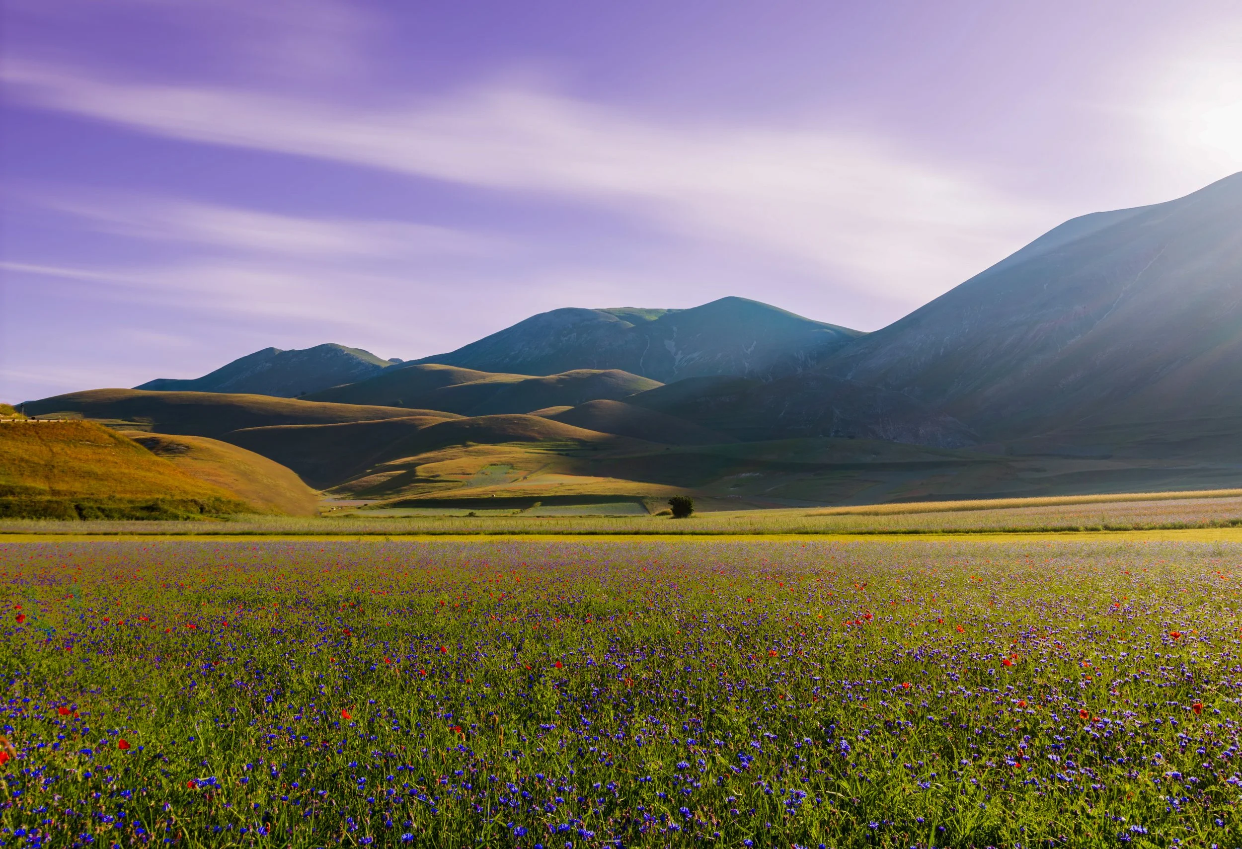 a vast field of colorful wildflowers in the foreground with rolling green hills and mountains in the background under a partly cloudy sky