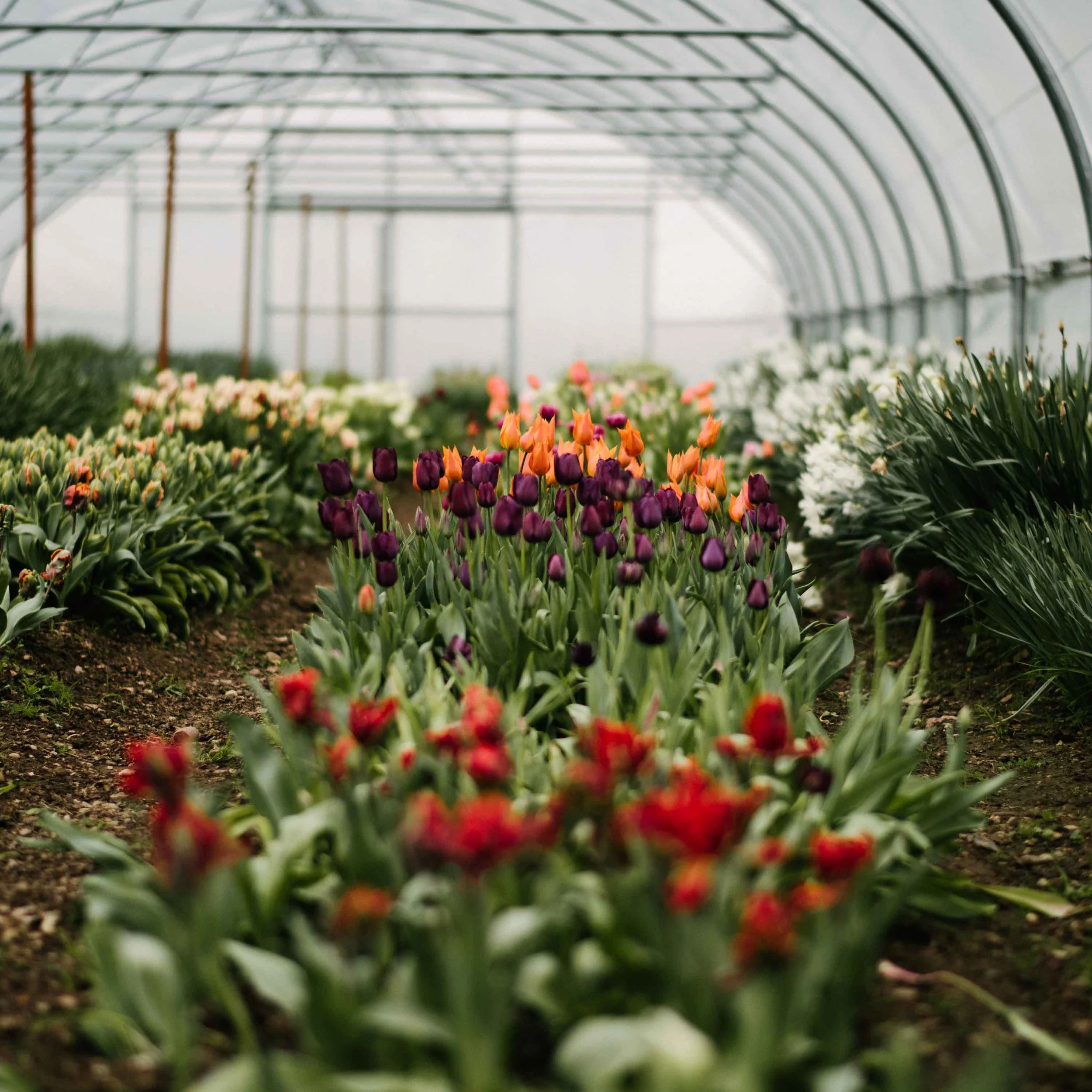 hp_market_garden_14-1.jpg