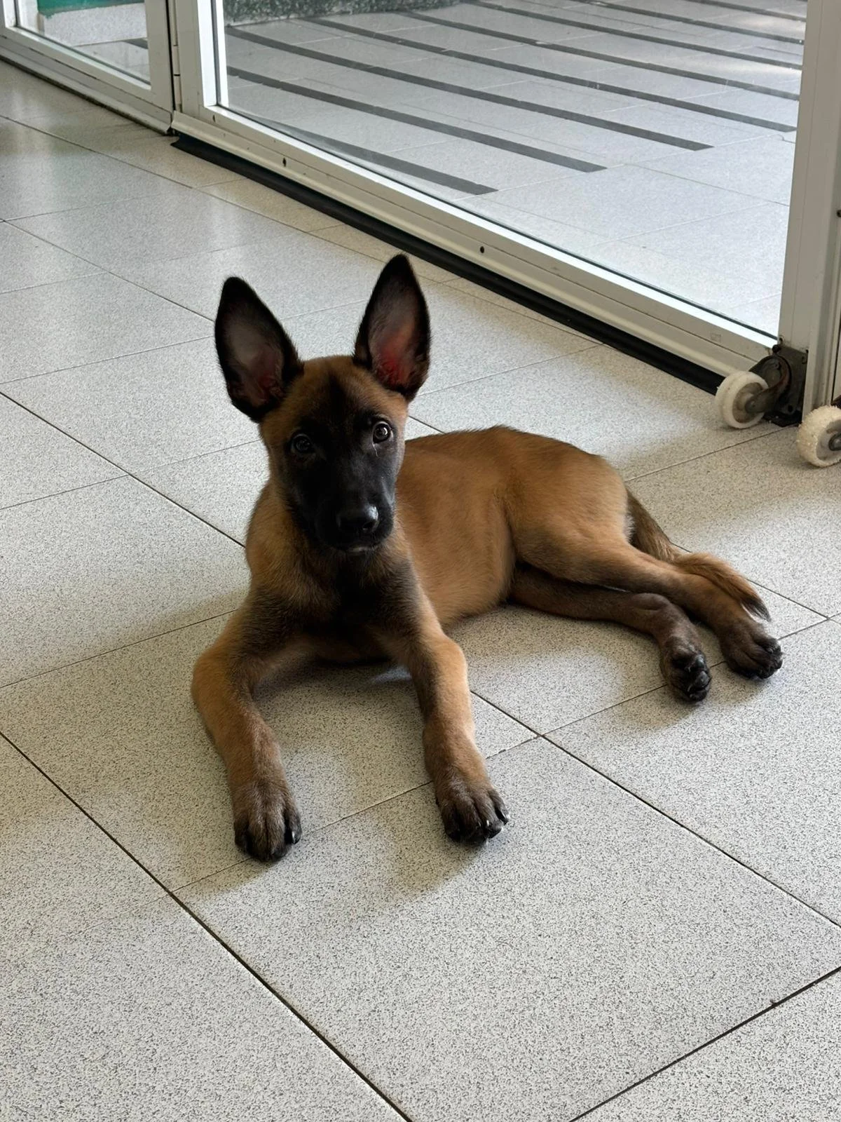Malinois