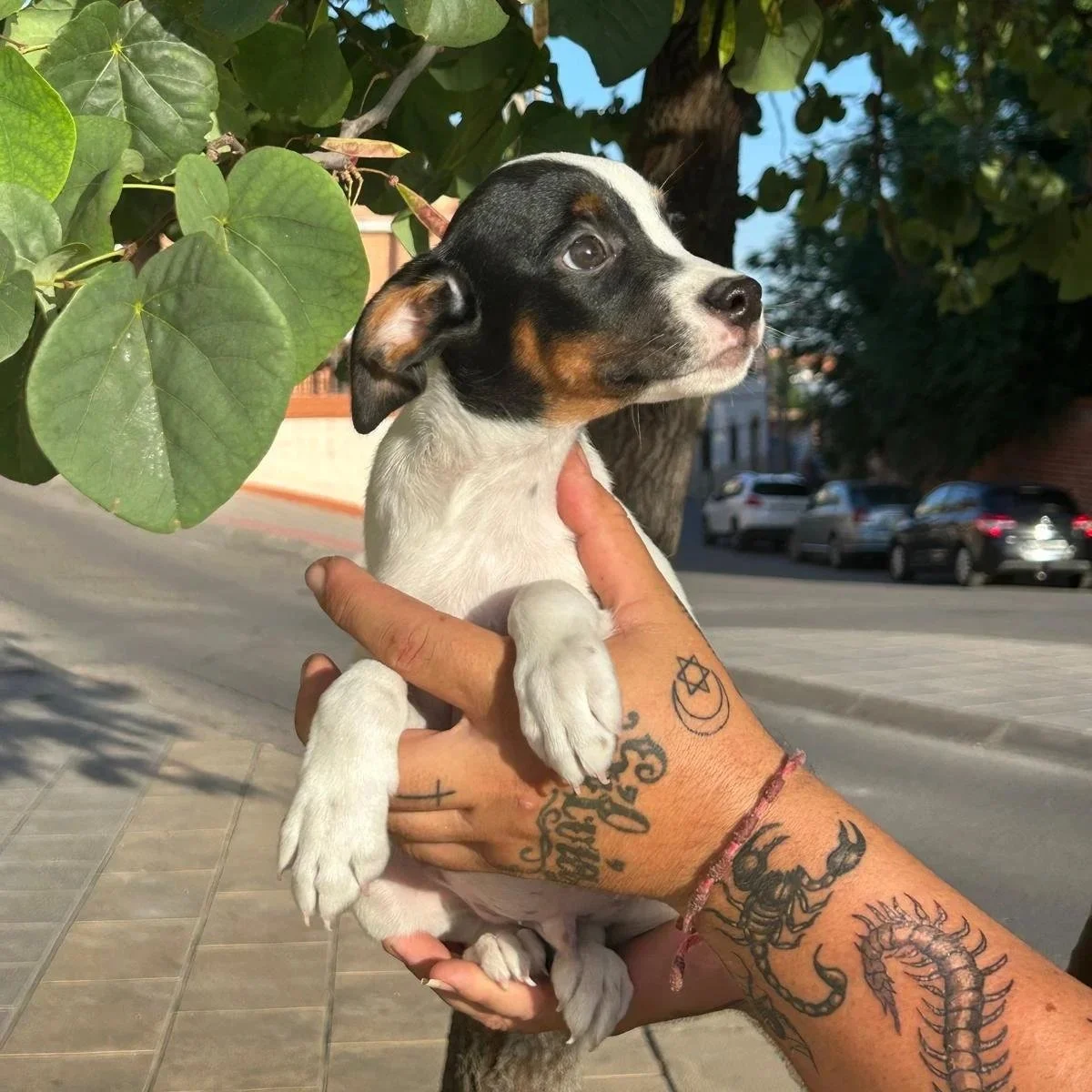 Ratonero Bodeguero Andaluz macho