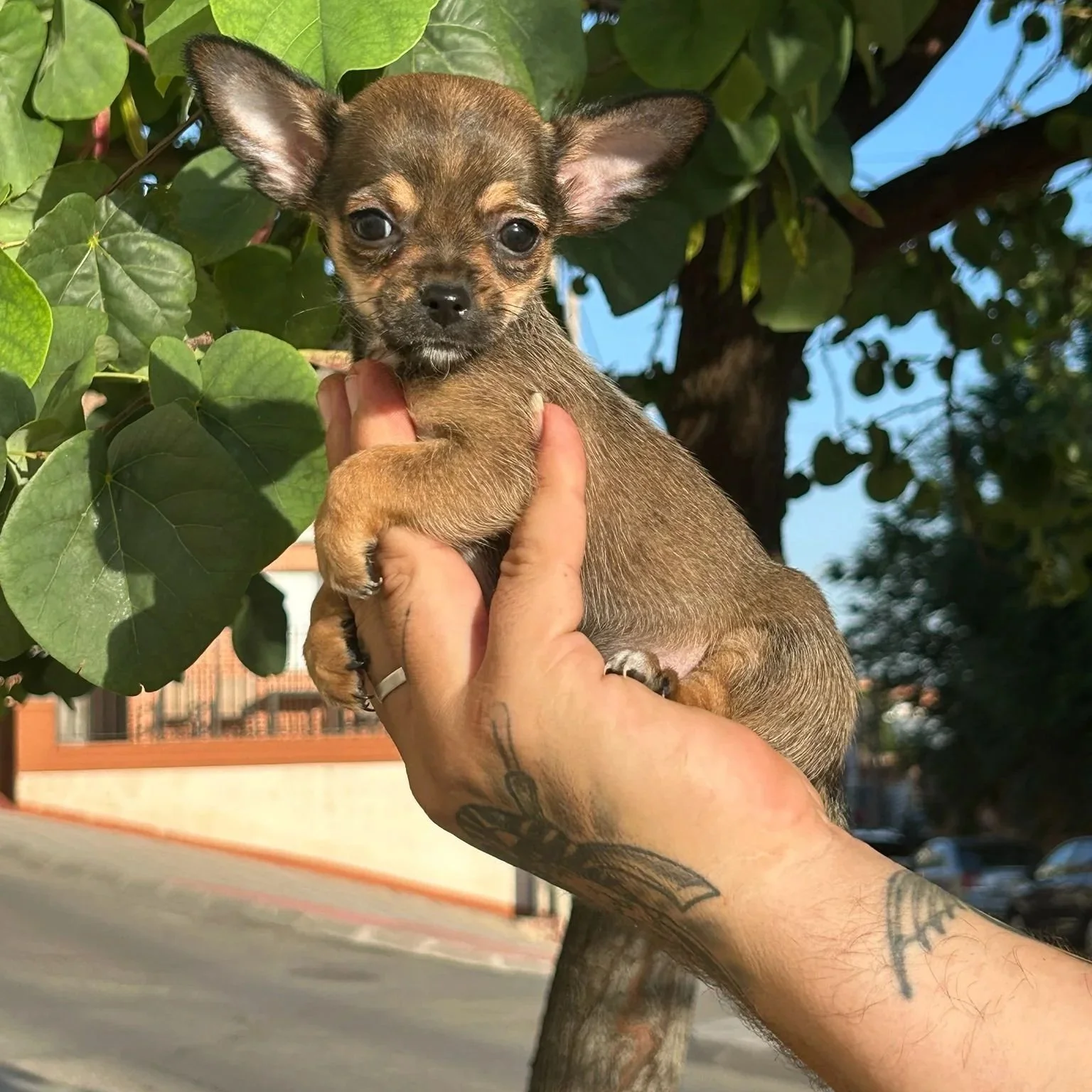 Chihuahua macho Sable