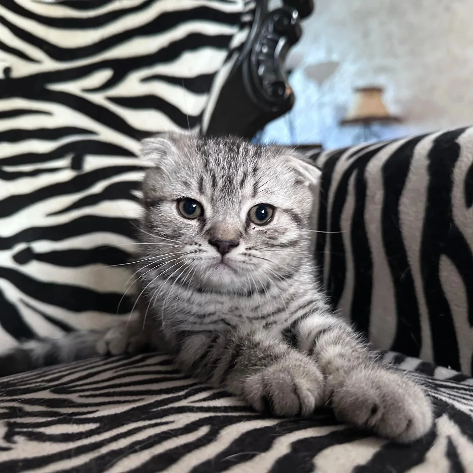 Scottish Fold Silver Tabby