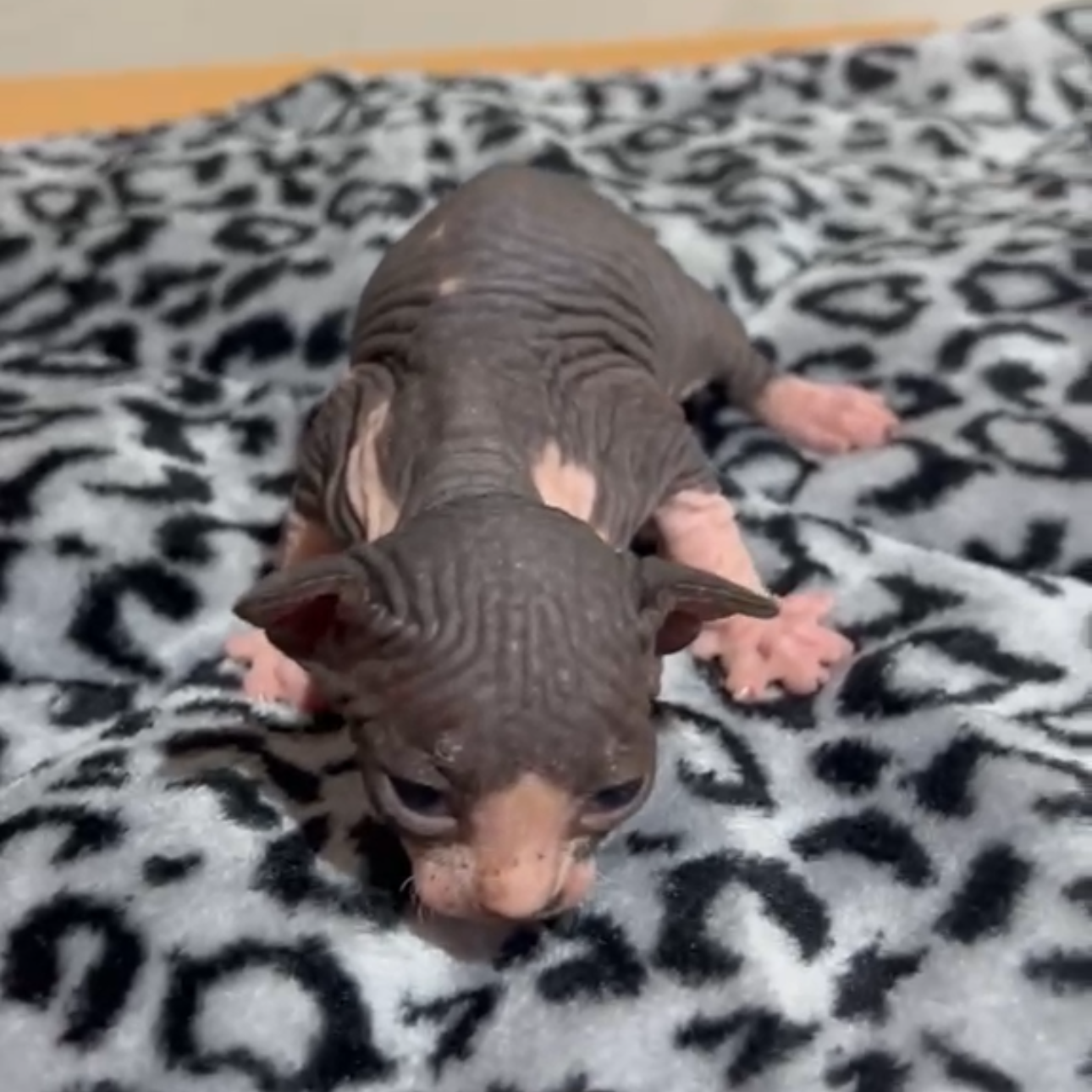 Gatitos Sphynx reserva