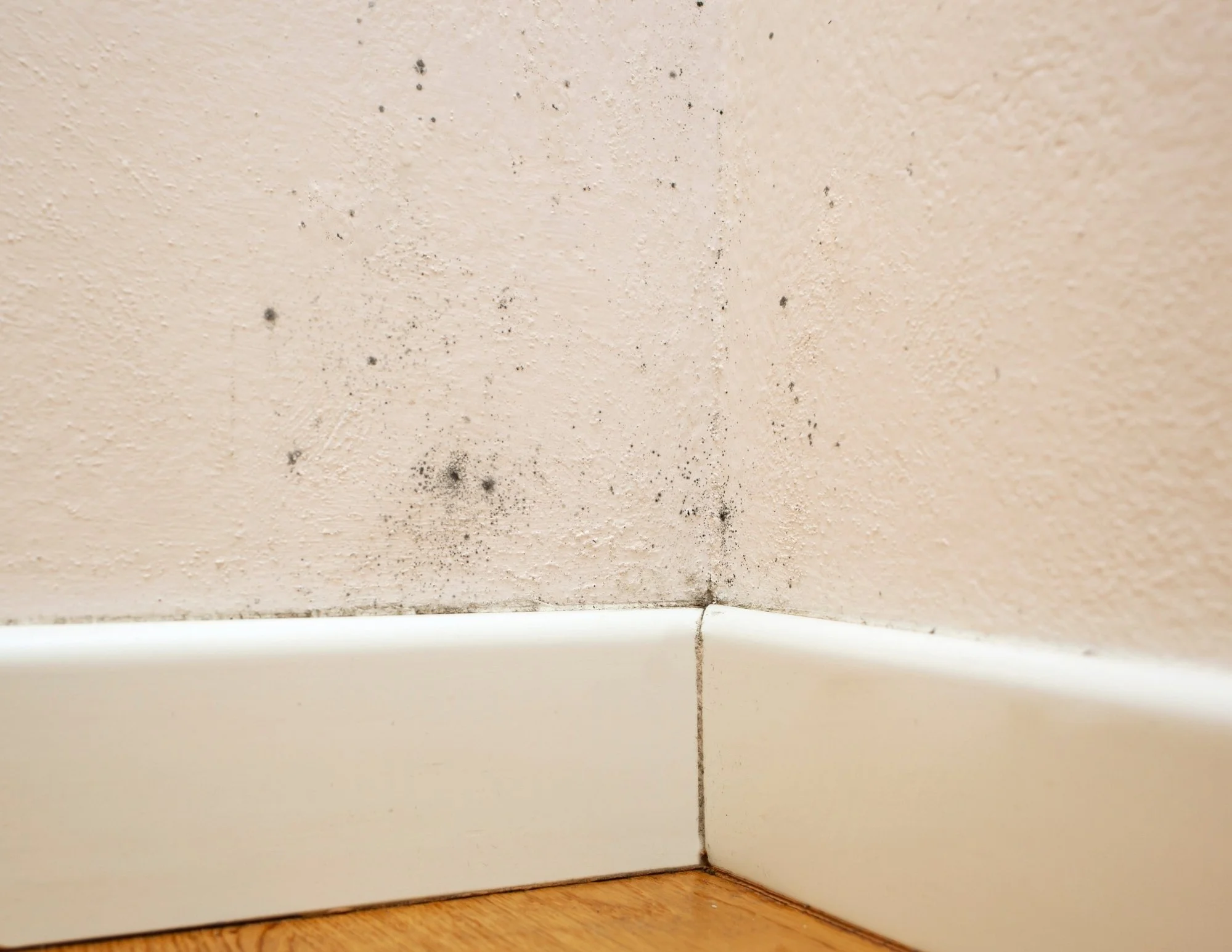 Is Mold Making You Sick?
