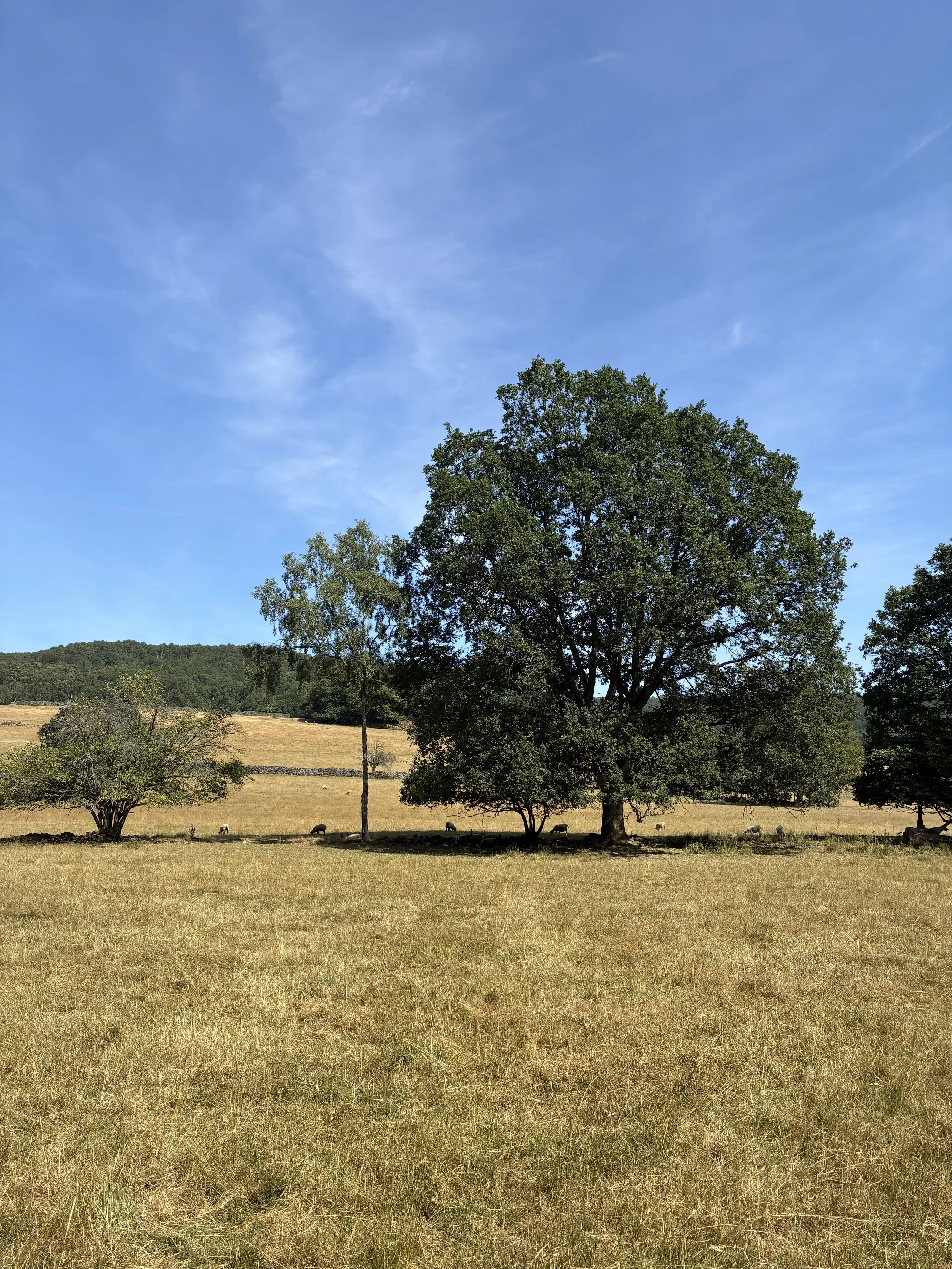 A rural landscape with large trees, a grassy field, and hills in the distance, under a clear blue sky with some clouds.