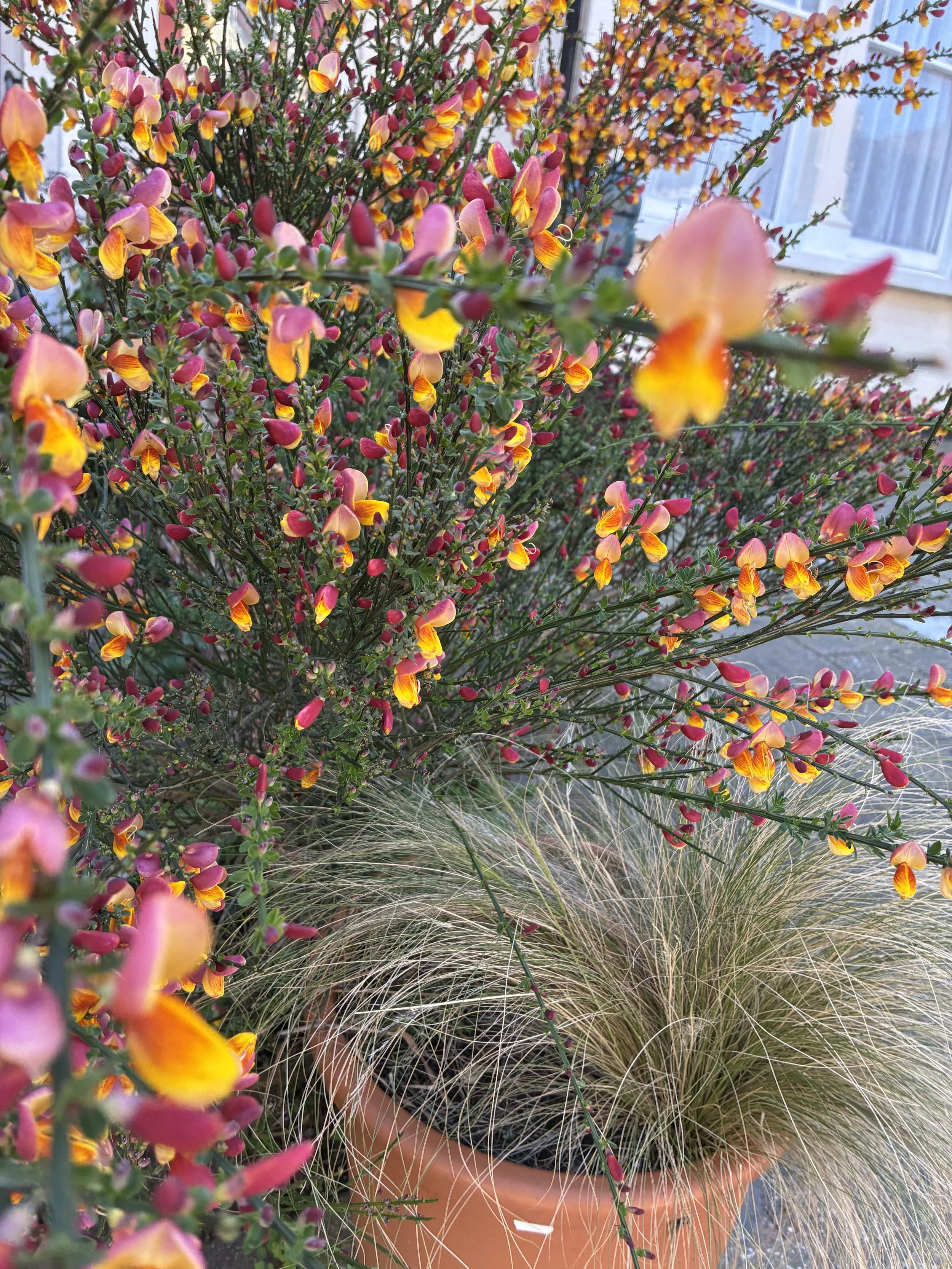 Close-up of a variety of colorful flowers and grasses in a terracotta pot on a porch or garden.