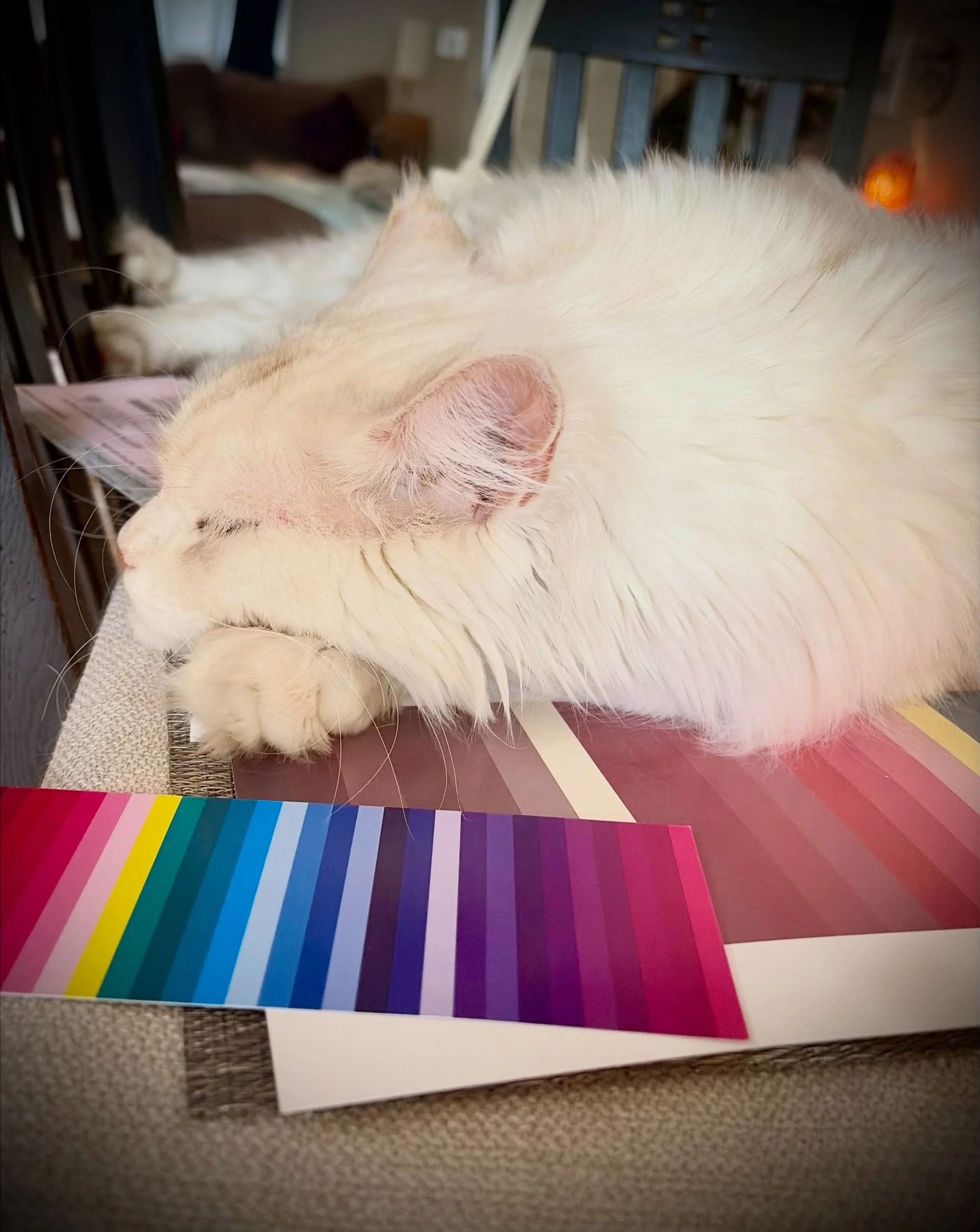 Color analysis fun featuring Maximum the Maine Coon! Max loves hanging out with me while I work and thought he&rsquo;d be helpful by demonstrating which seasons he is not! He is a cream red Maine Coon and is neither a winter nor muted summer. The win