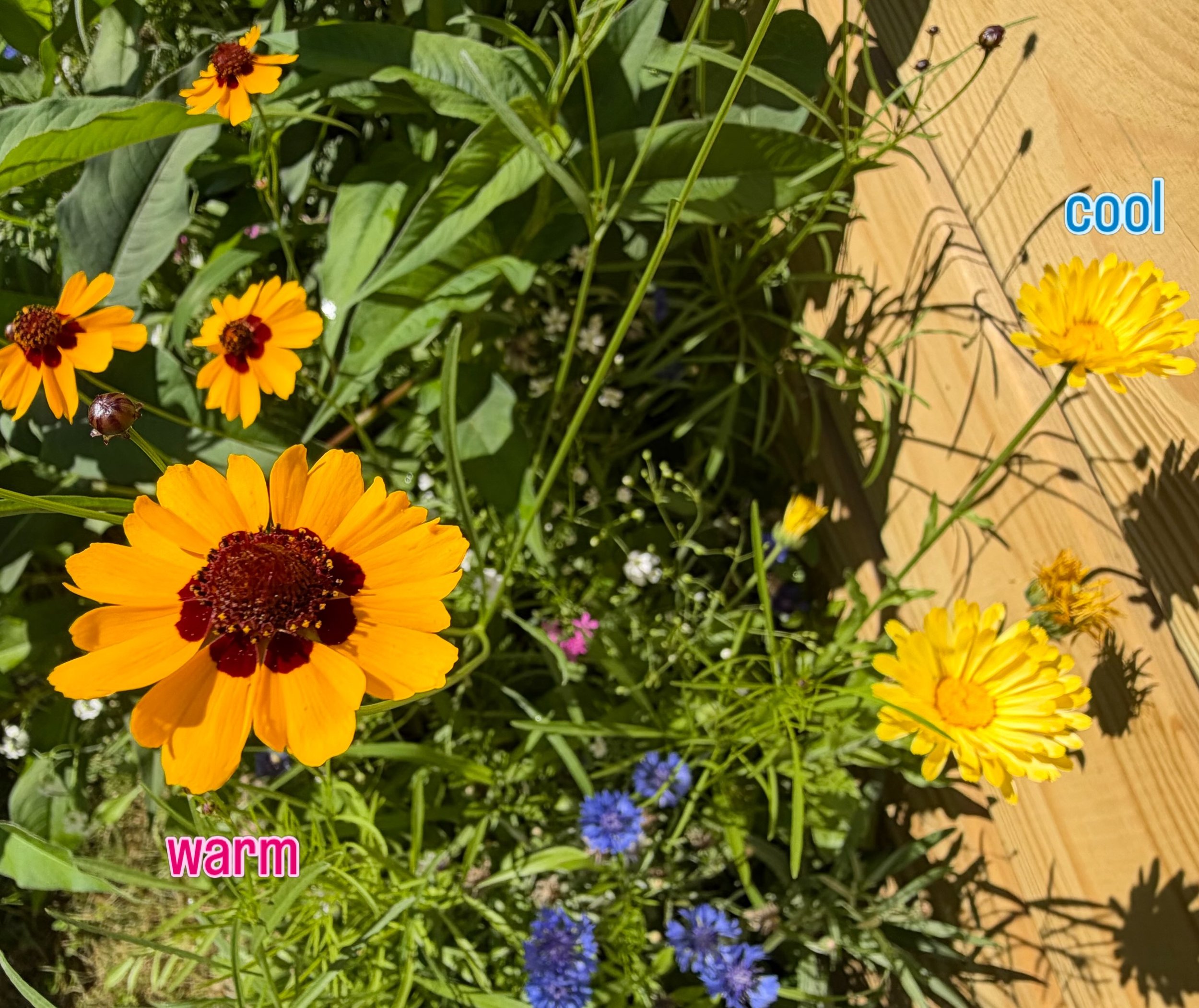 Here are some non-human examples of warm vs cool colors featuring flowers from my garden 👩&zwj;🌾🪴💜

Both flowers are yellow, but with different undertones or temperatures 🌡️
the left is warmer🔥 and the right is cooler ❄️

Swipe to see how the c